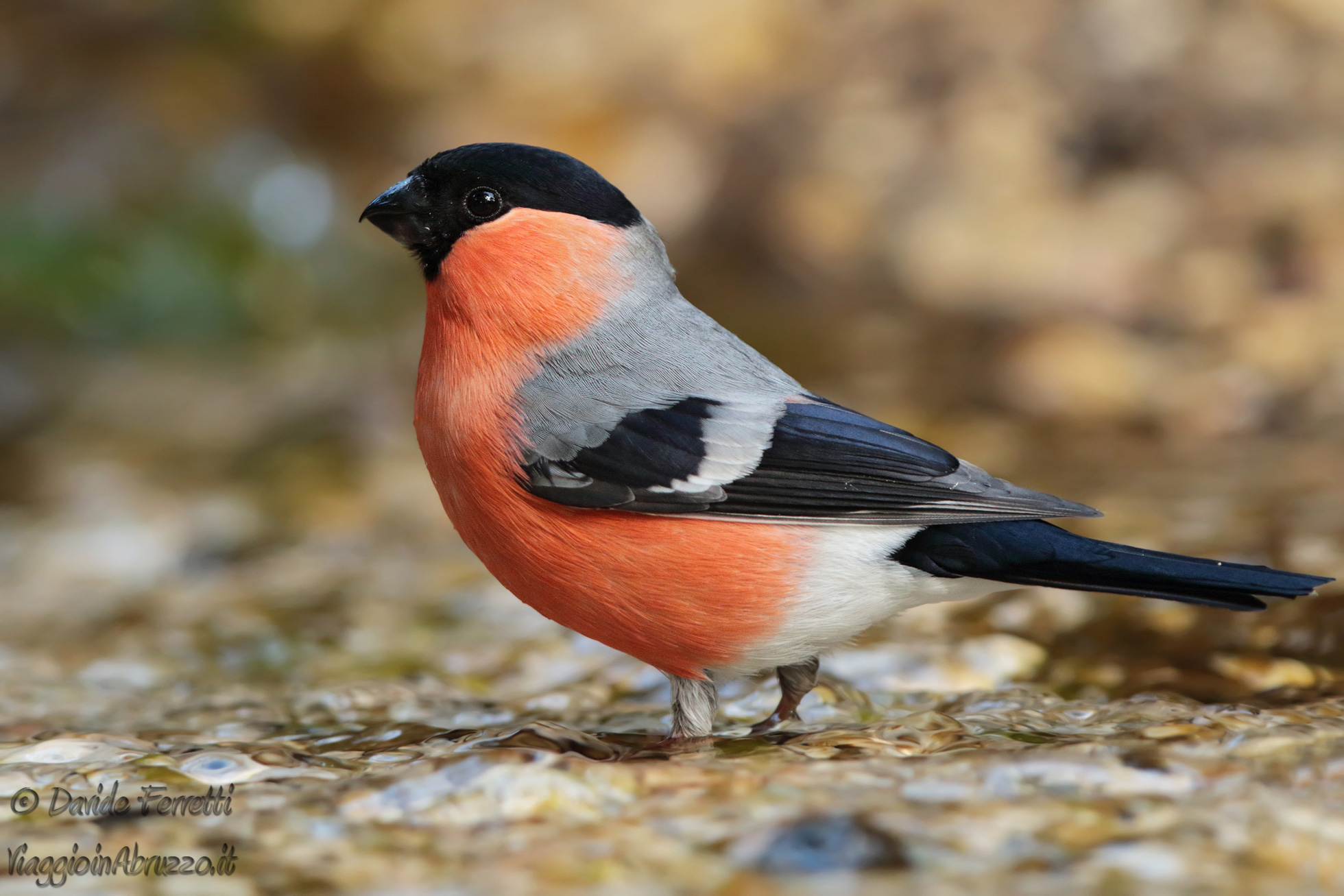 Ciuffolotto maschio (Eurasian bullfinch, male)