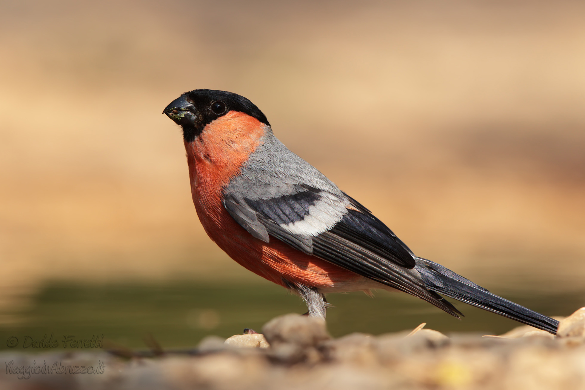 Ciuffolotto maschio (Eurasian bullfinch, male)