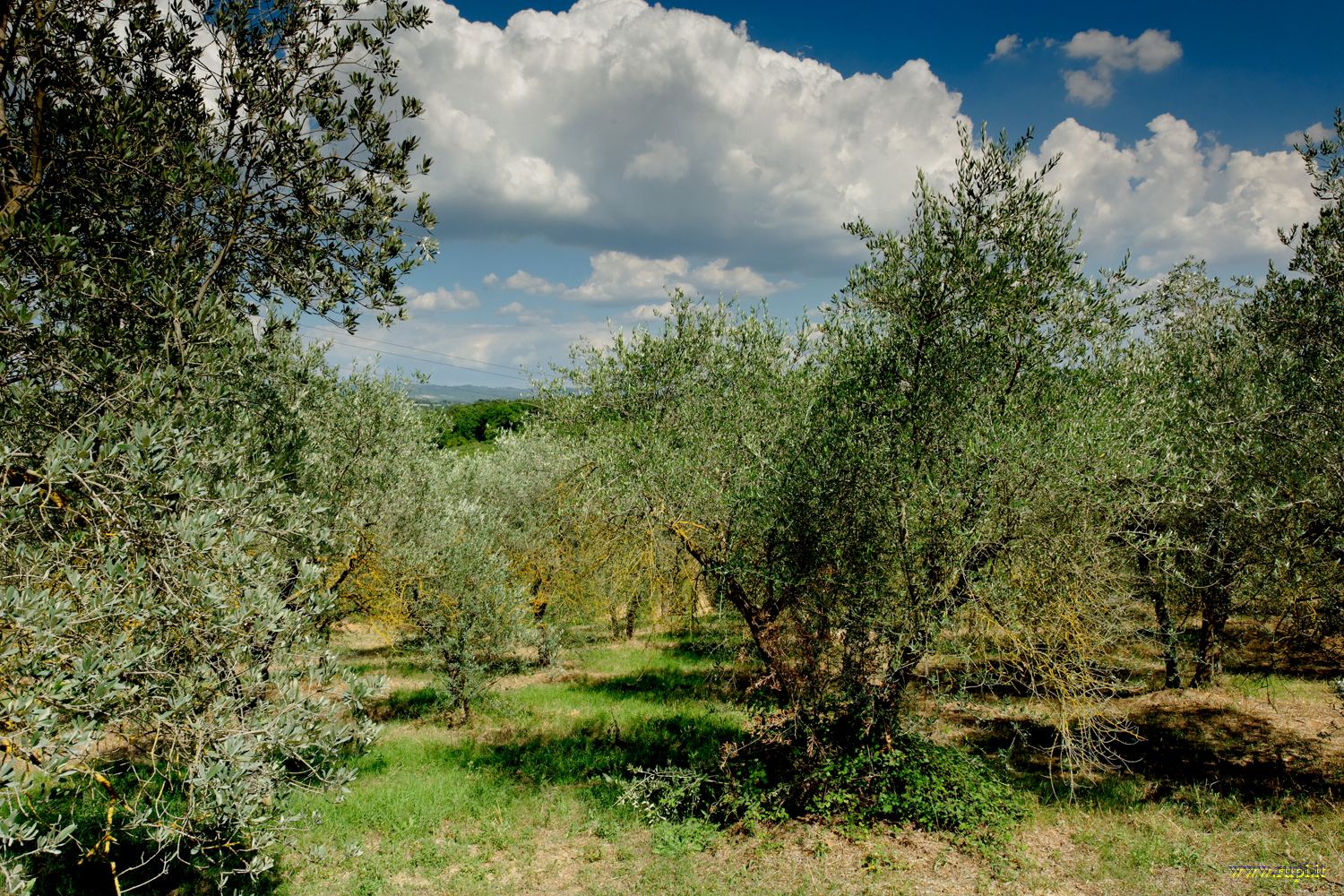 Olives in Monteriggioni