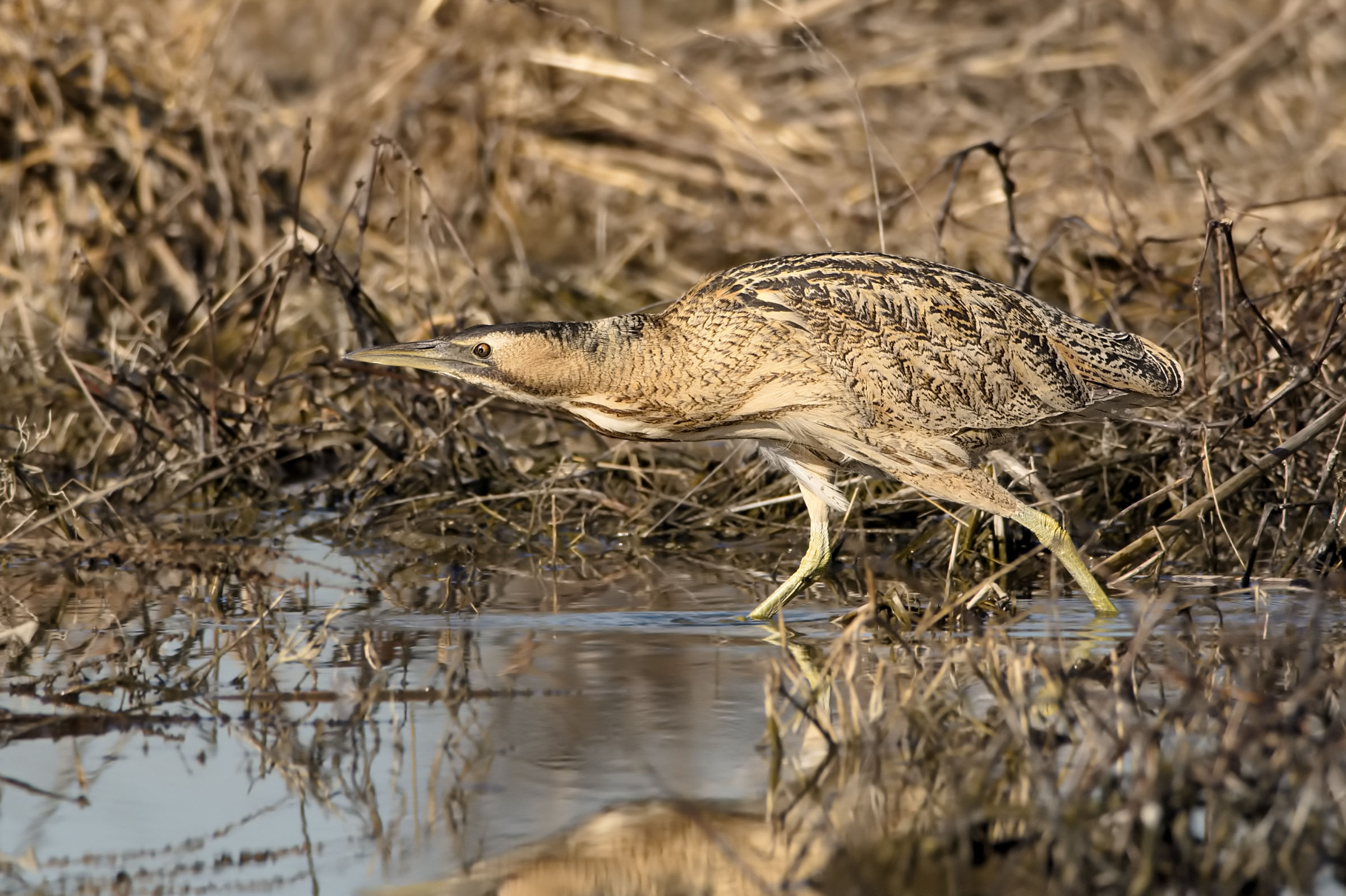 Bittern