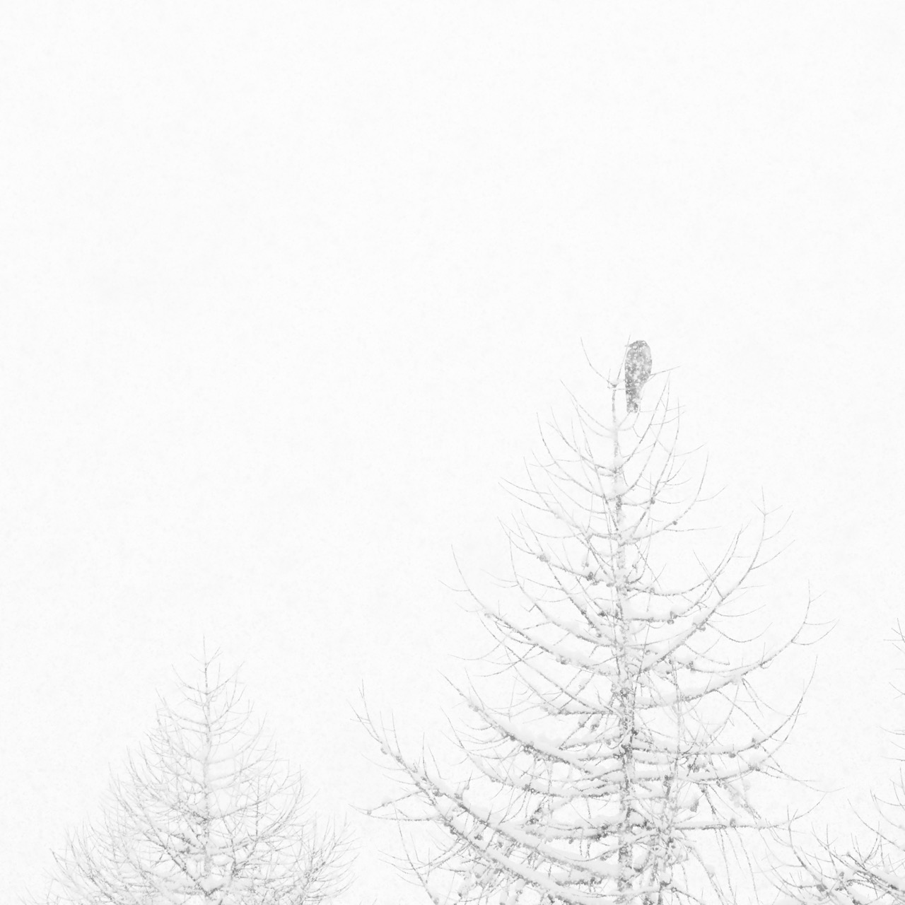 Corvo imperiale - Corvus corax