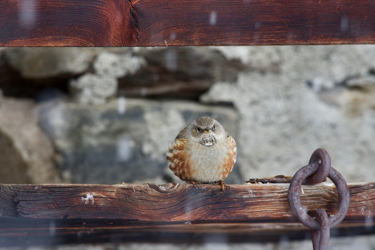 Sordone - Prunella collaris