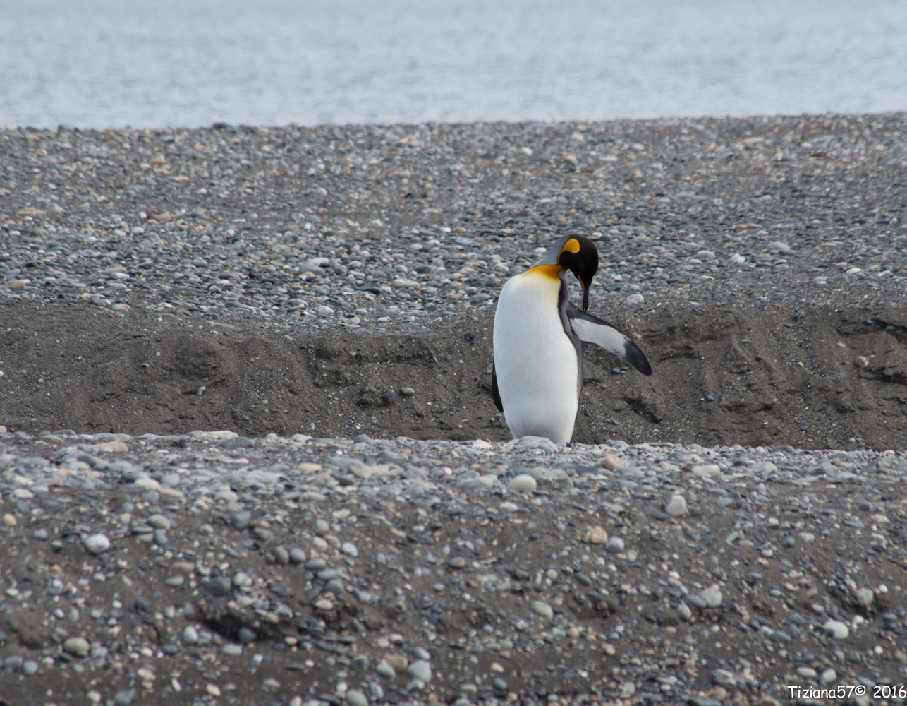 Pinguino Rey