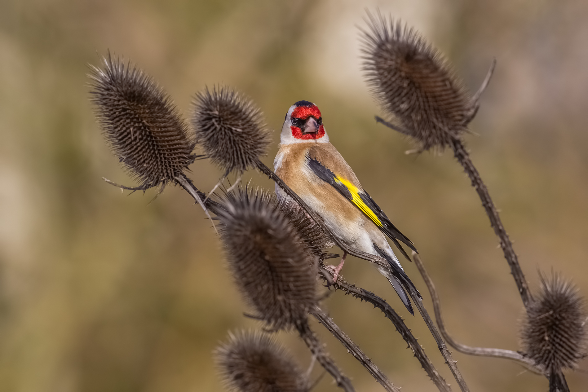 Goldfinch (masked)