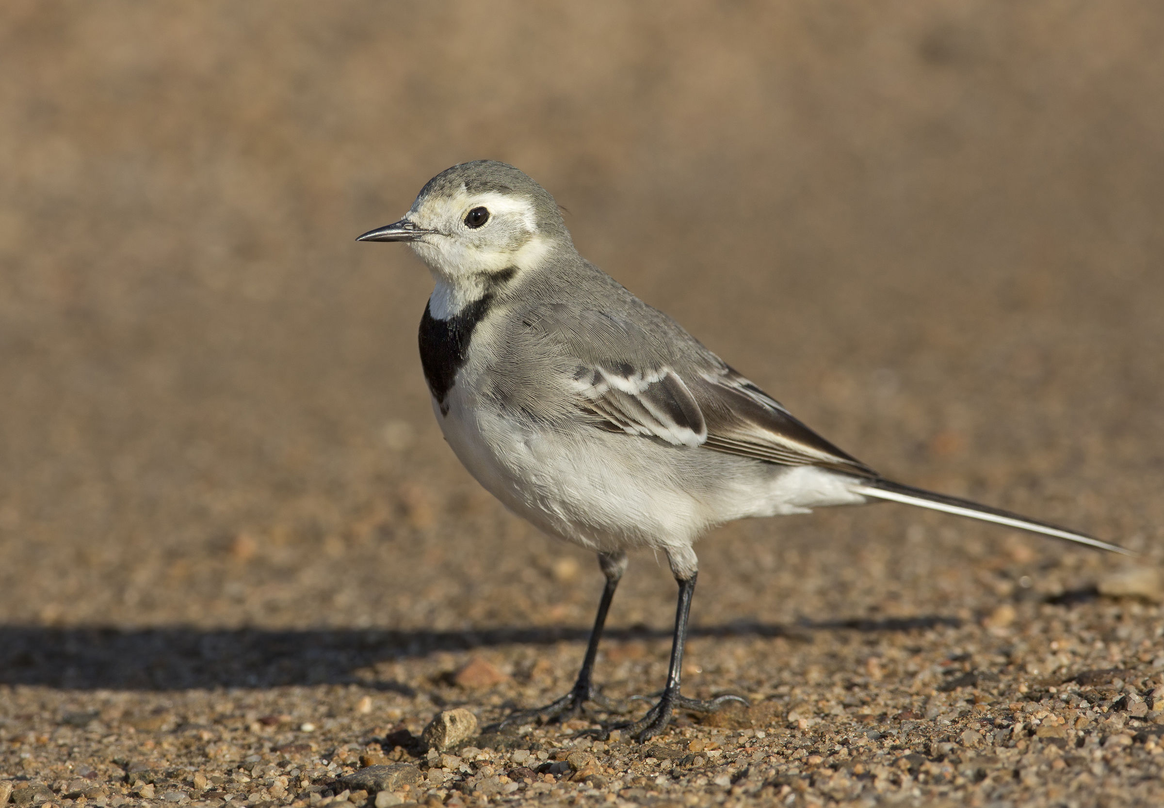 ballerina bianca (motacilla alba)