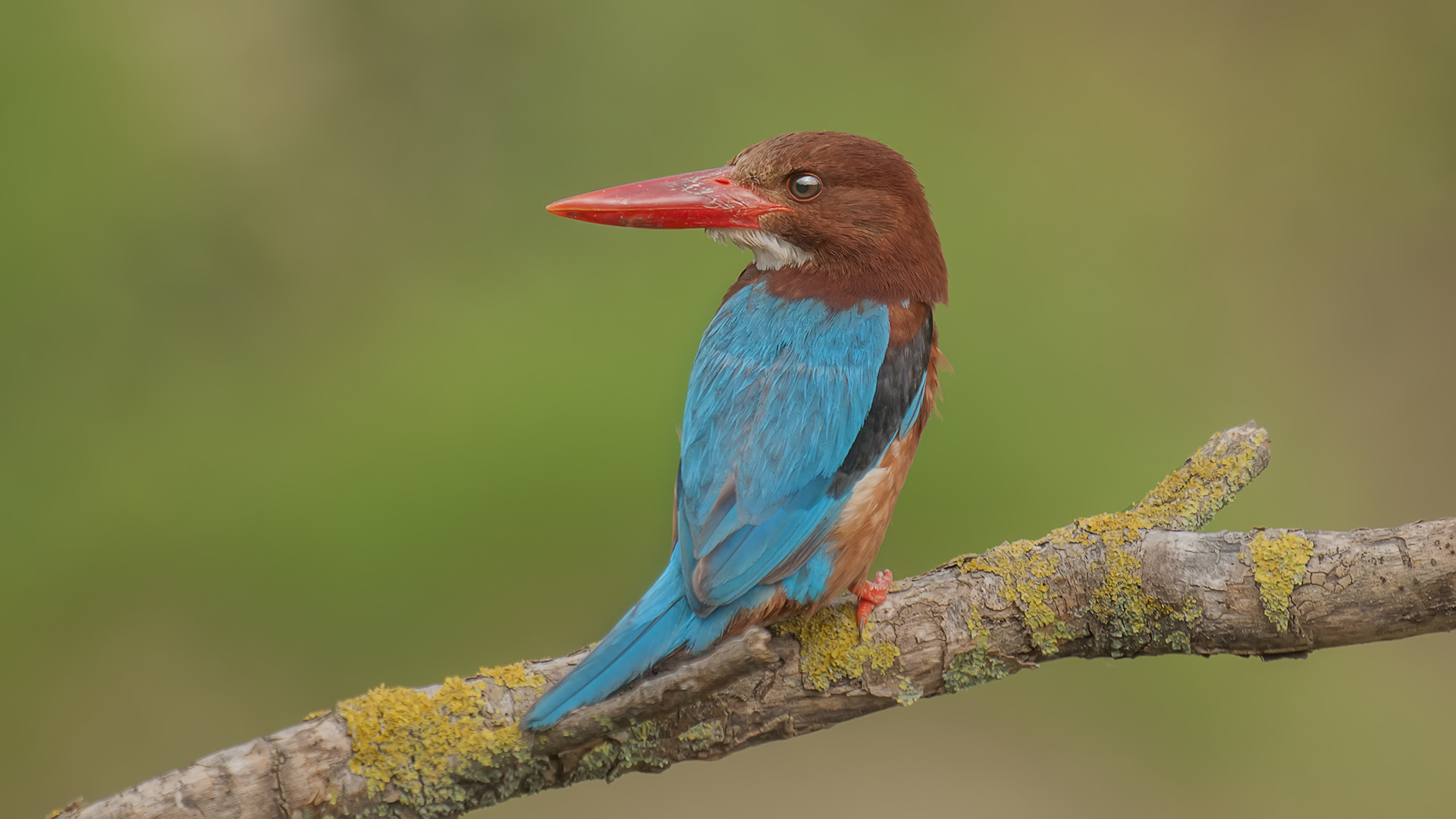 Halcyon smyrnensis »golabianca Kingfishe