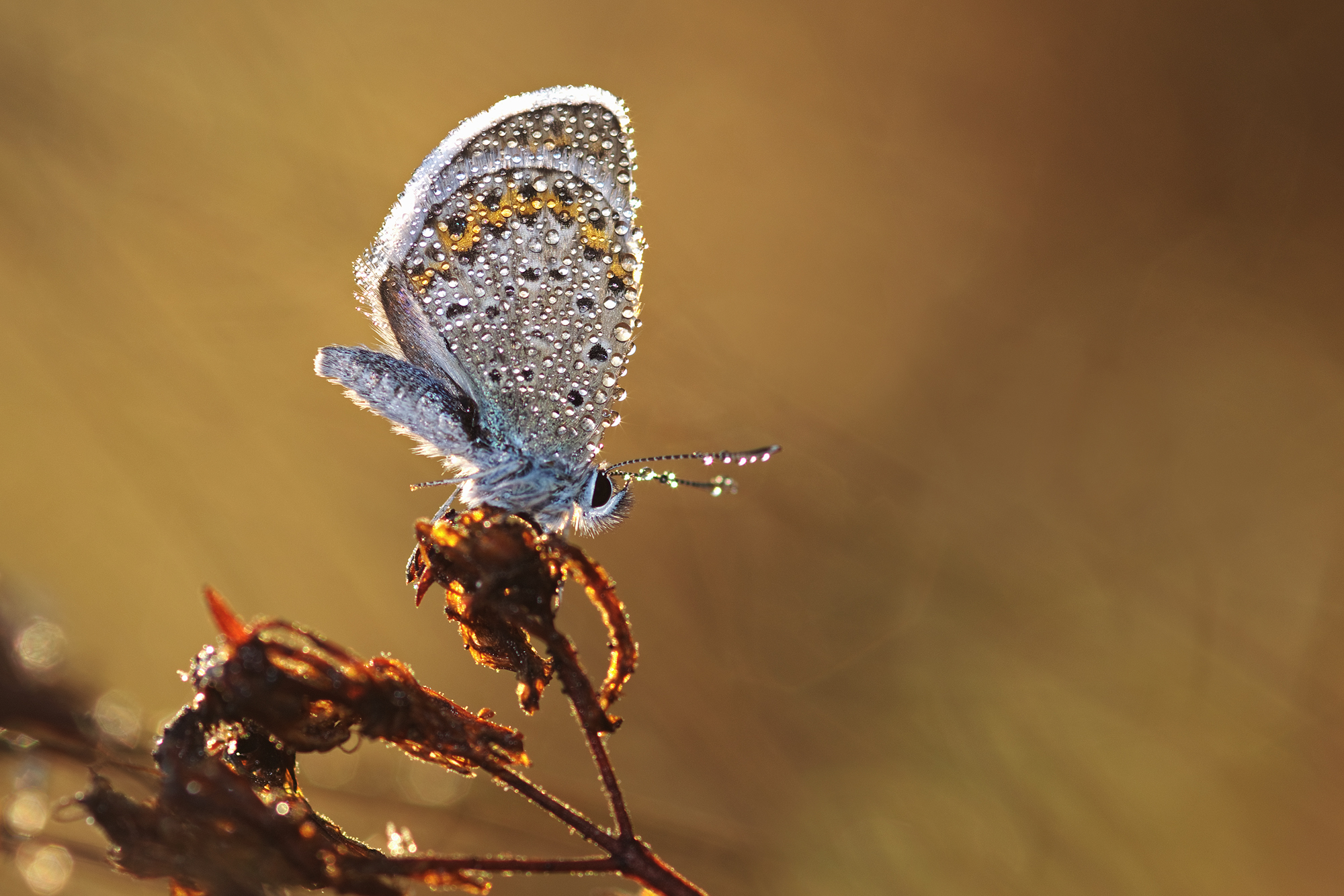 The first ray of sunshine