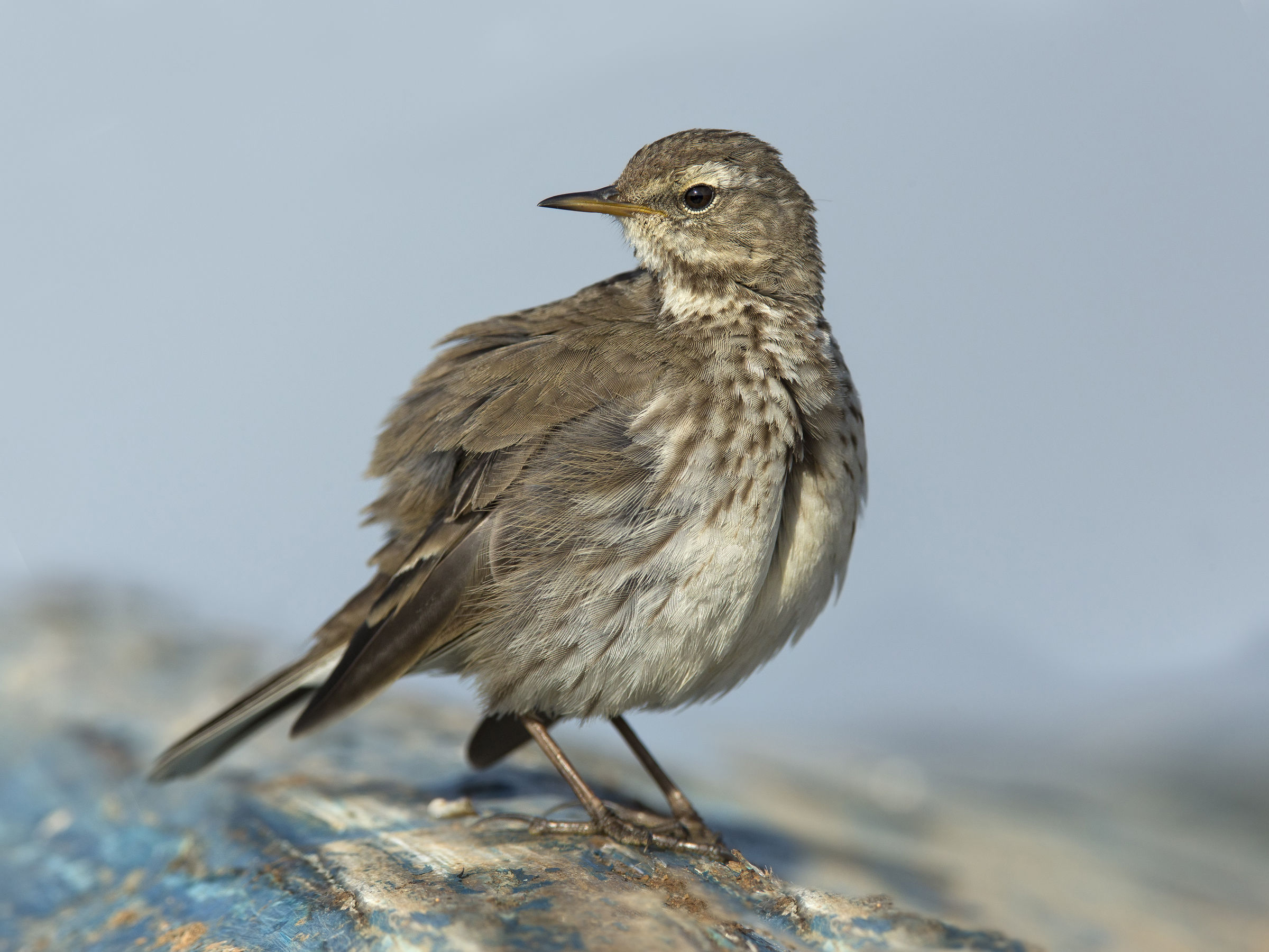 spioncello (anthus spinoletta)