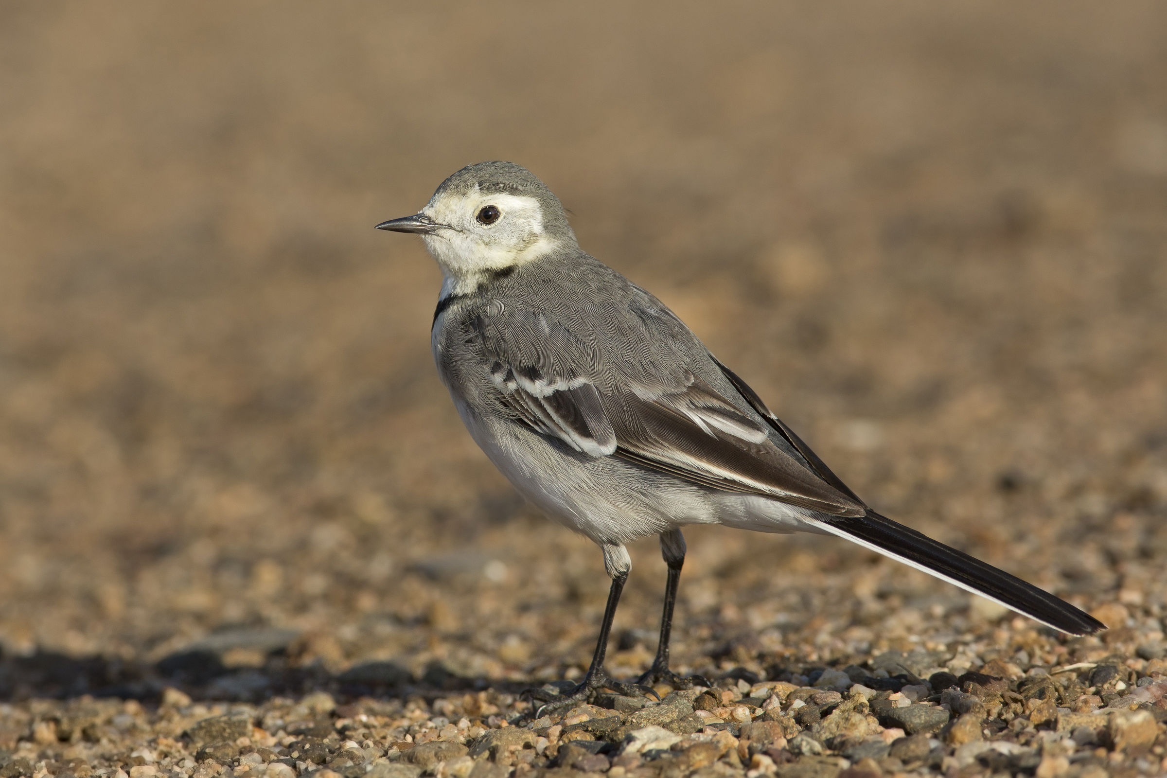 ballerina bianca 2 (motacilla alba)