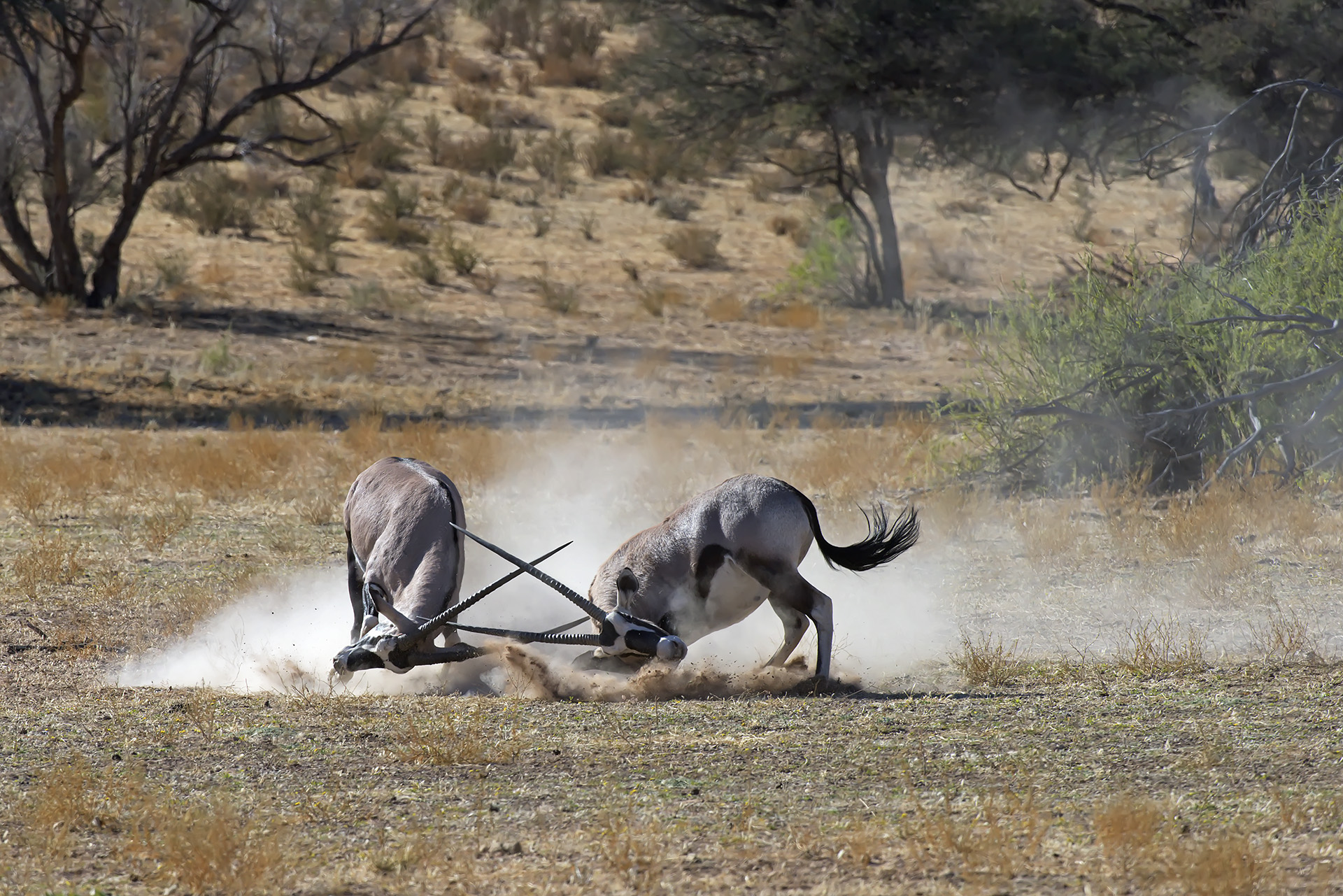 Sciabolate tra Orici