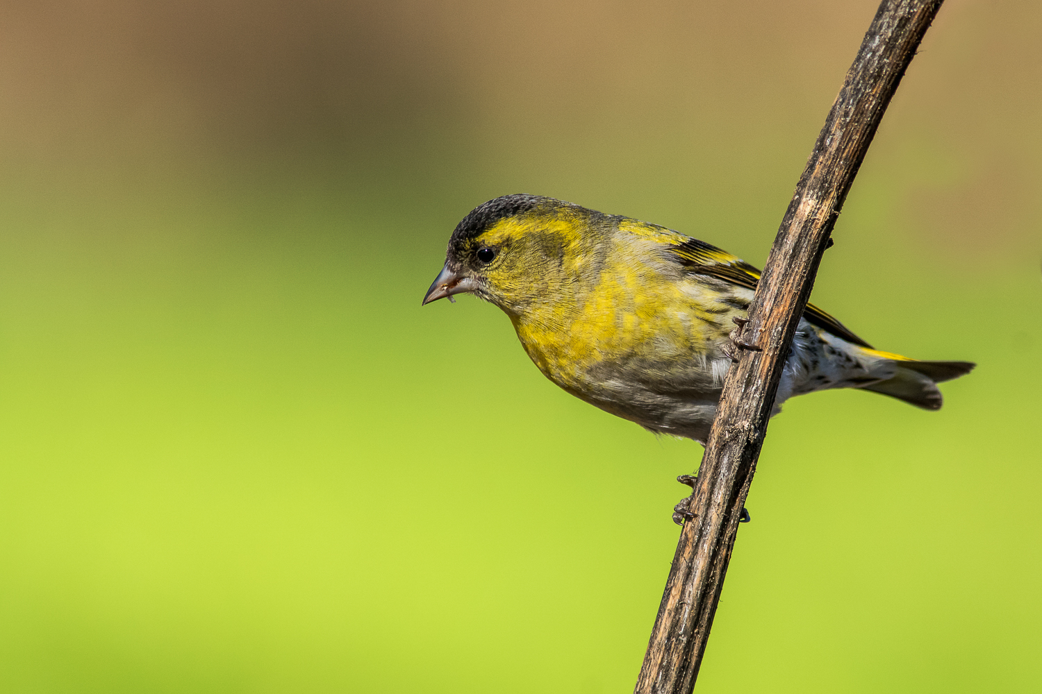Siskin