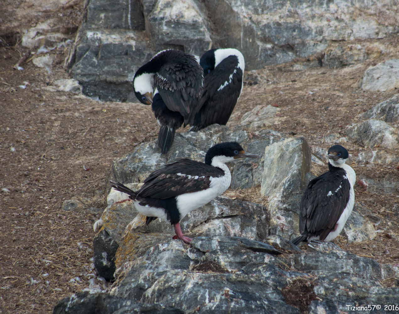 Cormorano Imperial