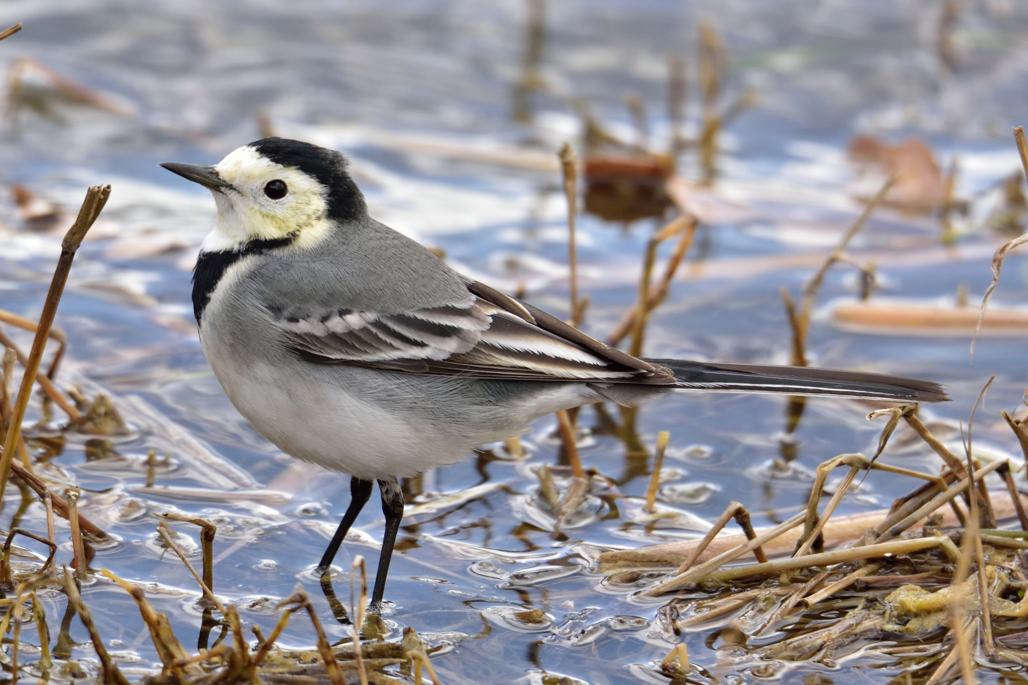 White Wagtail (Motacilla alba)