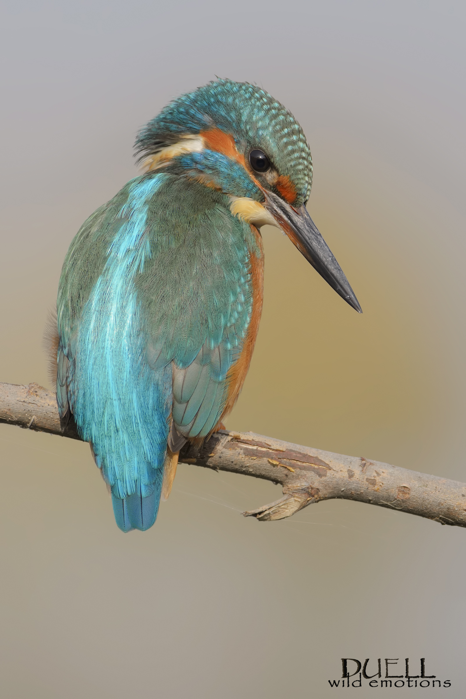 la piccola goccia d'acqua sul becco