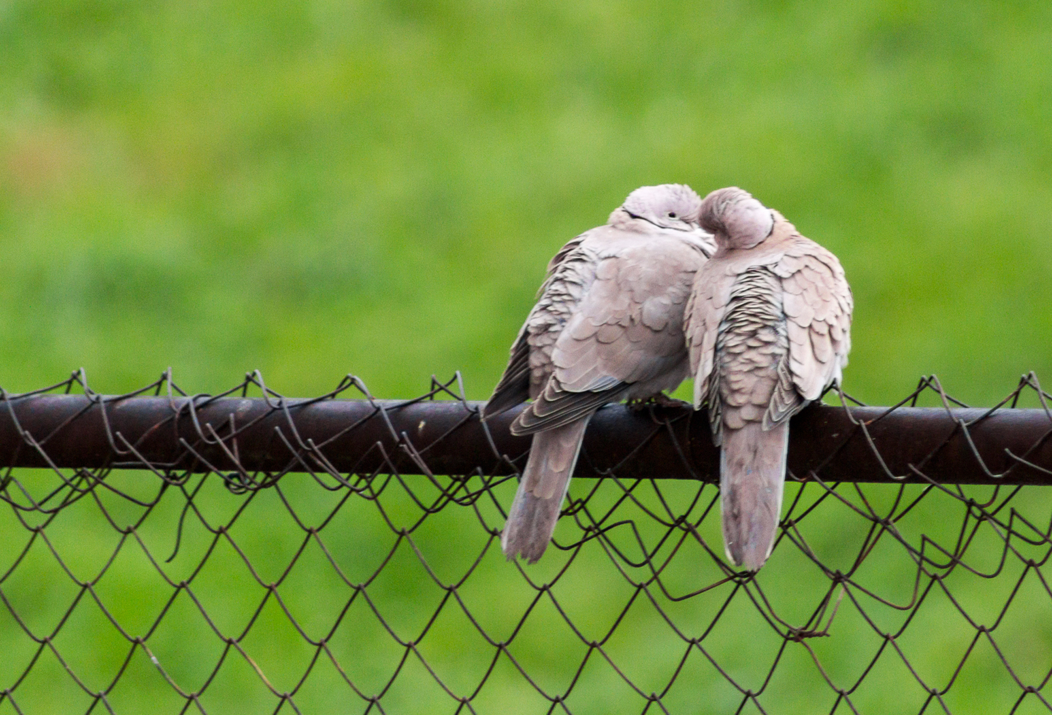 Anche per loro si avvicina San Valentino...