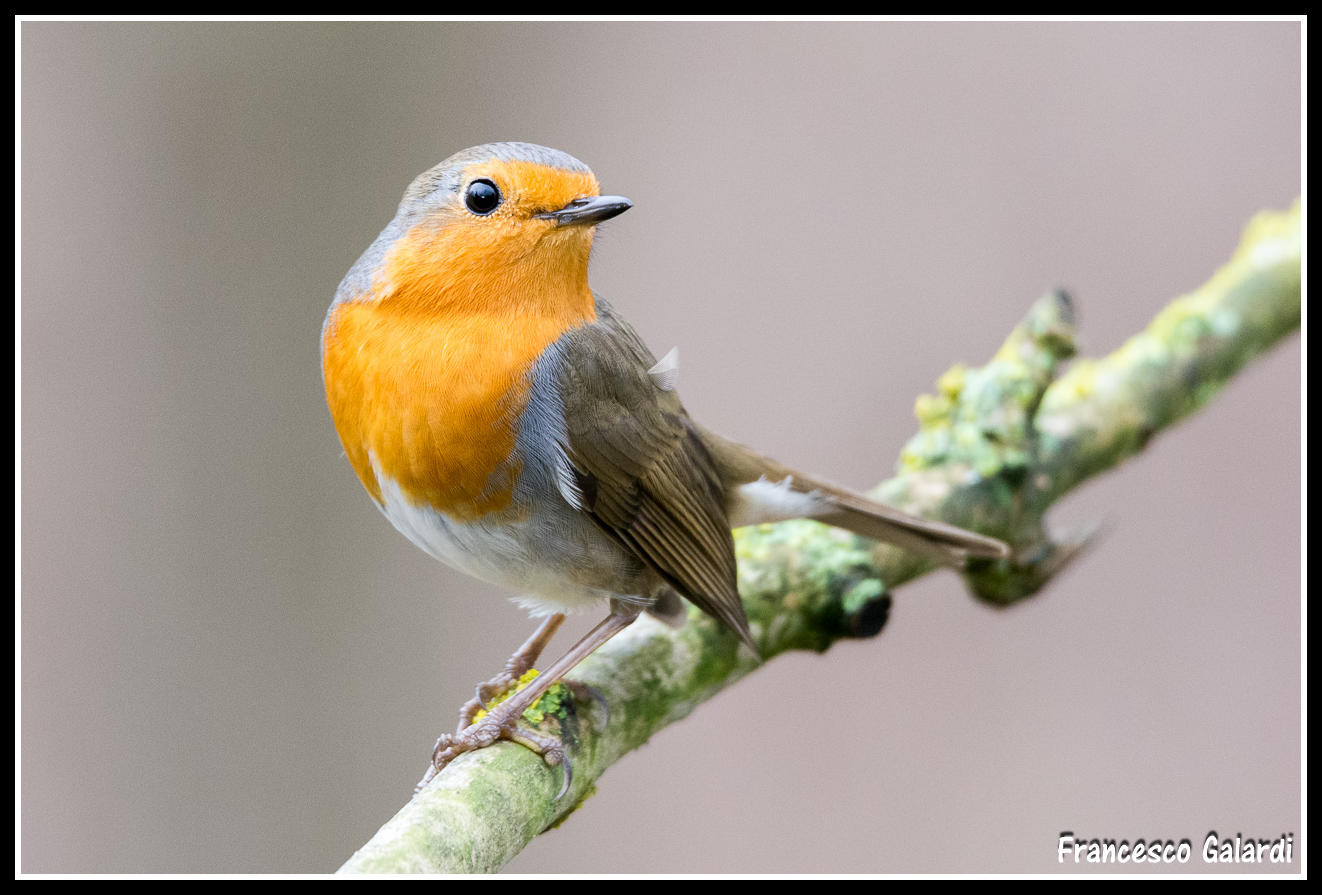 Pettirosso - Erithacus rubecula
