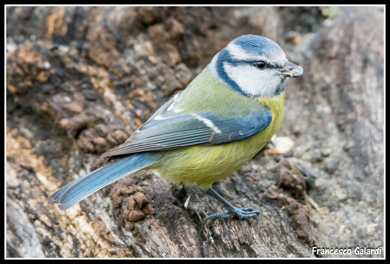 Cinciarella - Cyanistes caeruleus