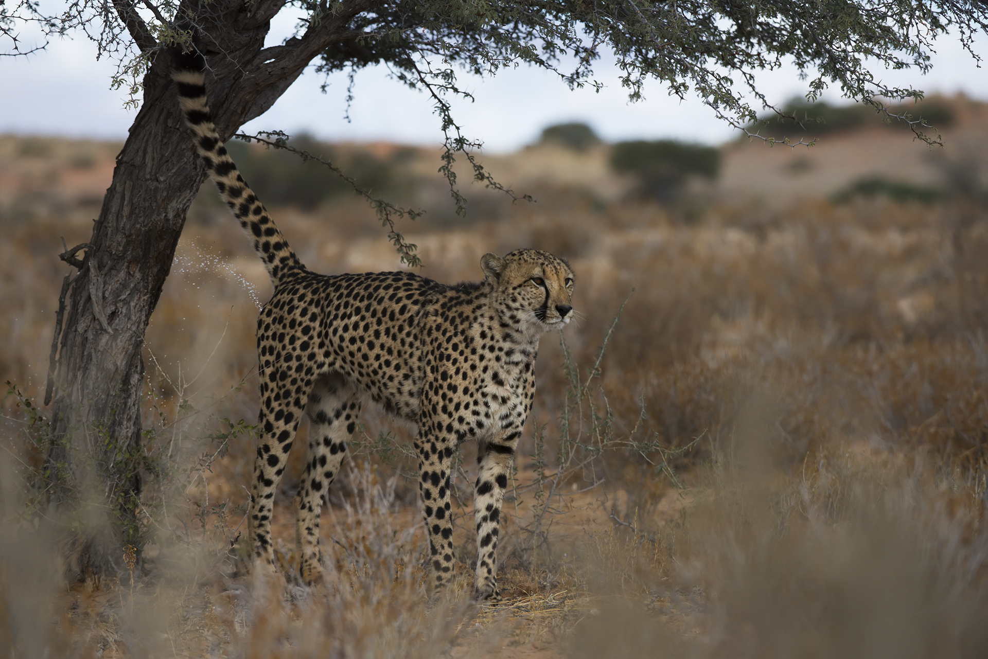 Questo territorio è mio!