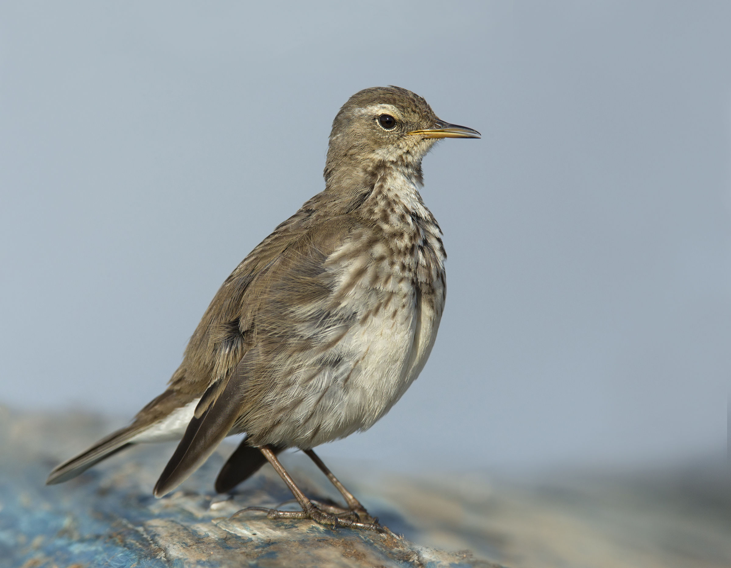 spioncello (anthus spinoletta)