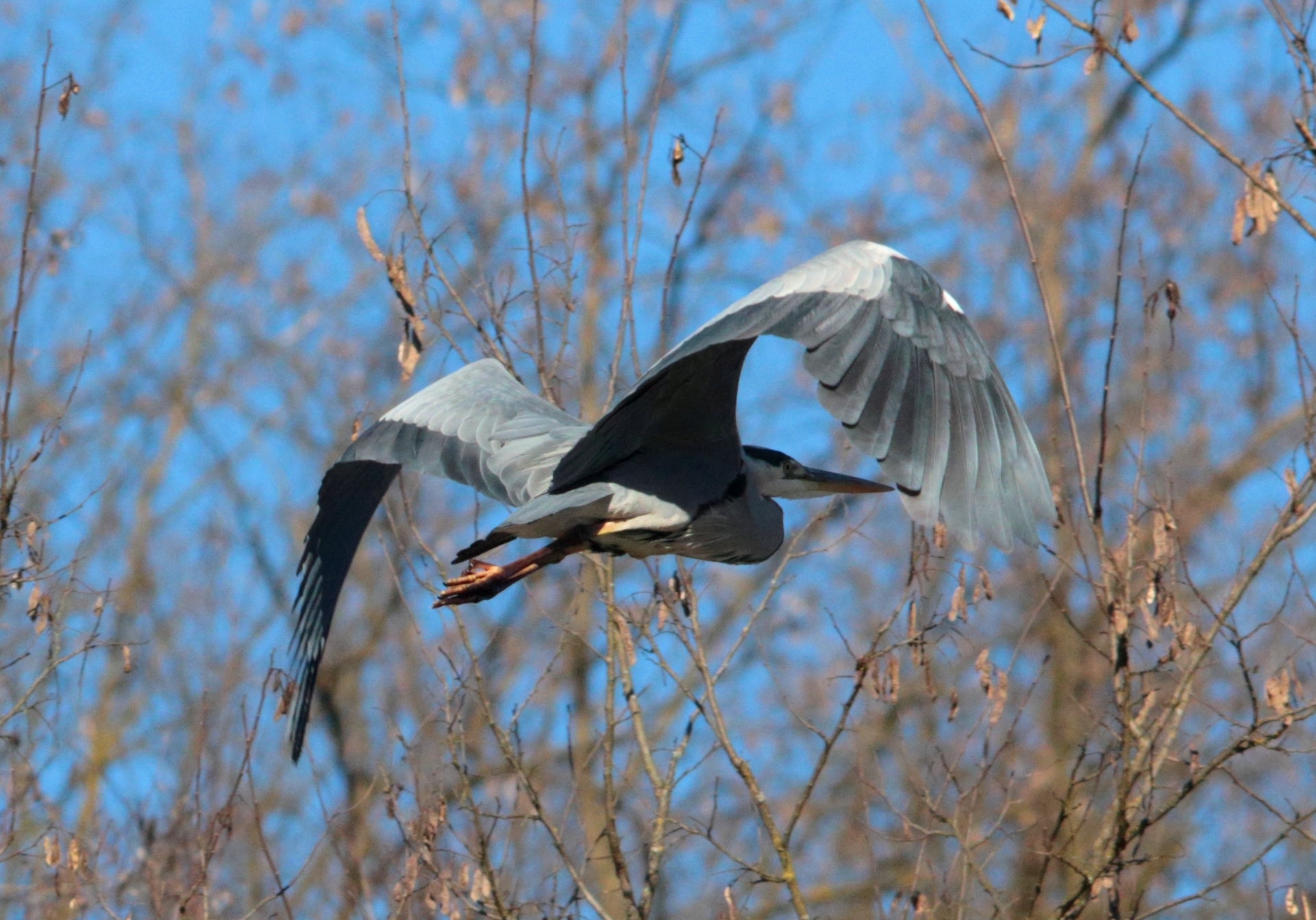 Grey Heron 1