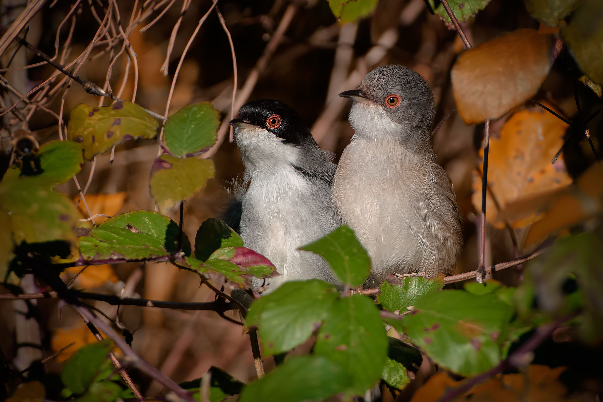 San Valentino è vicino......
