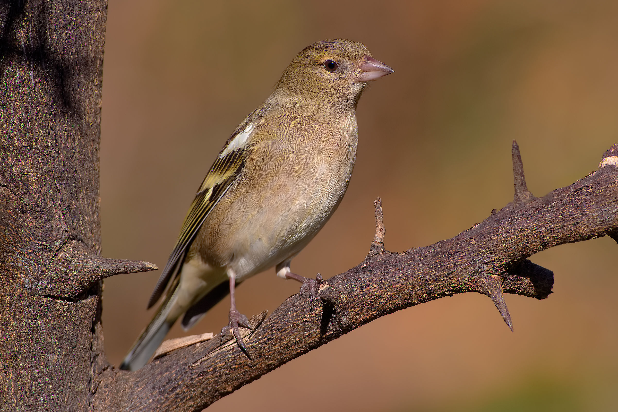 Primo Fringuello con Nikon... :-)