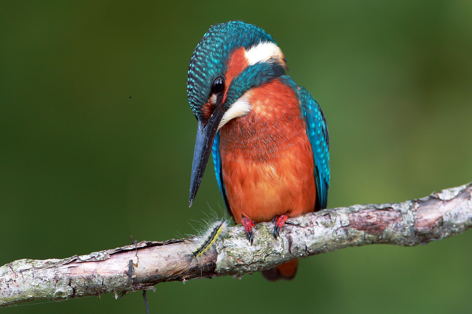 Martino with caterpillar