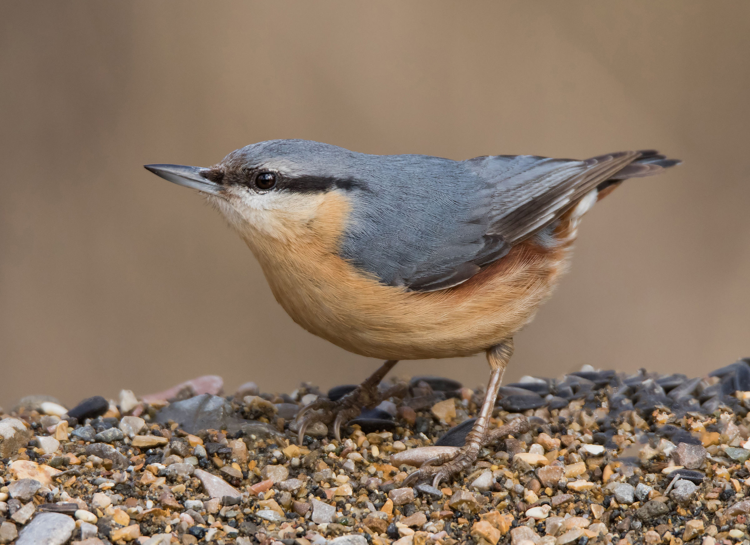 nuthatch