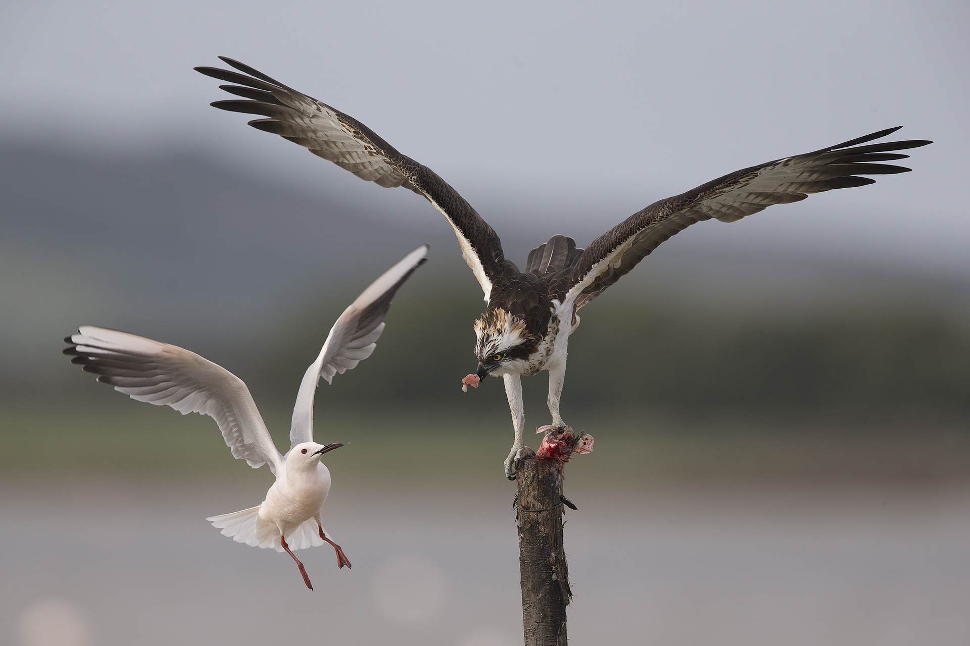 E dai dai dammene un Po'