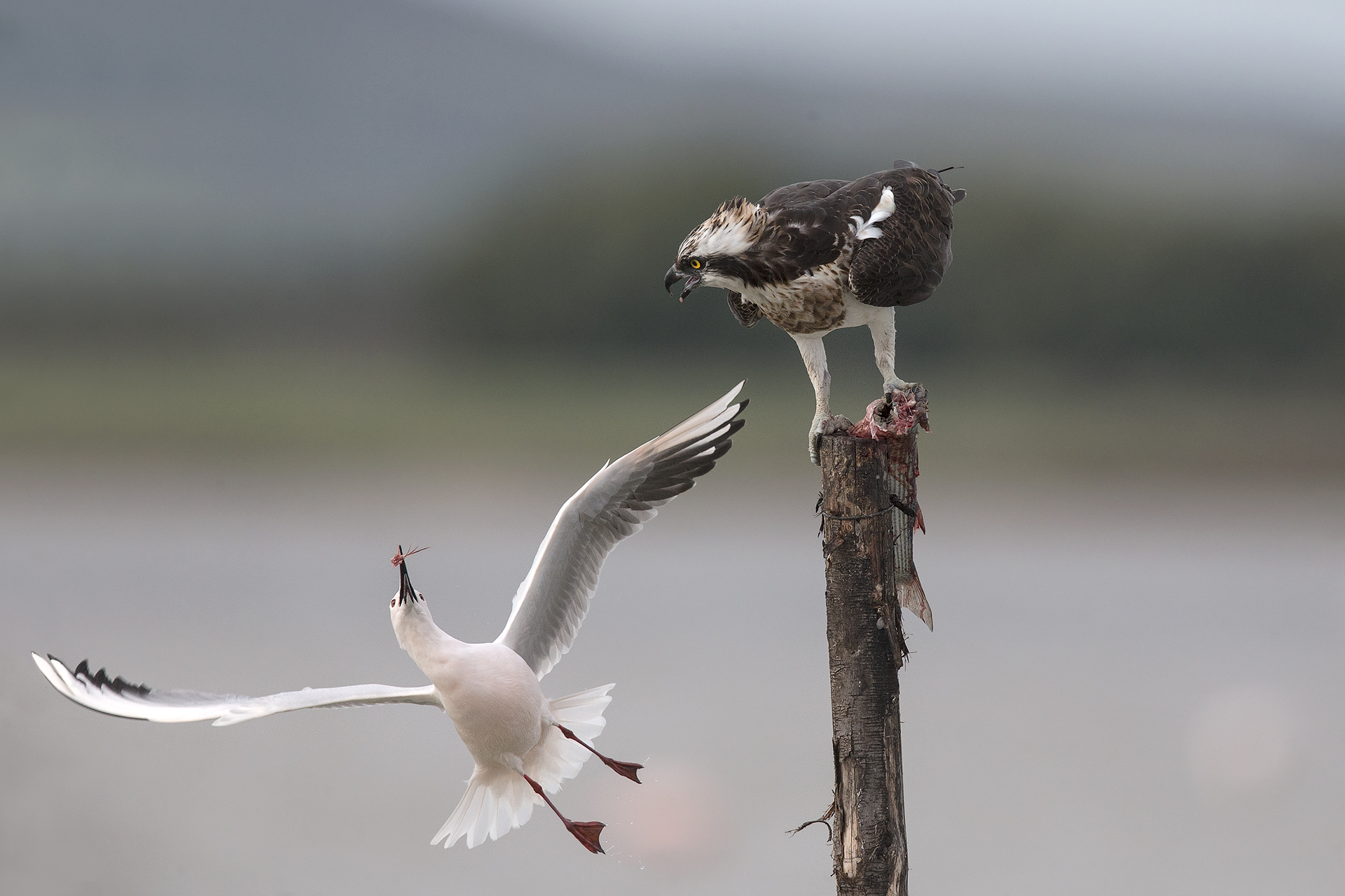 Si va bene te ne dò un pezzettino