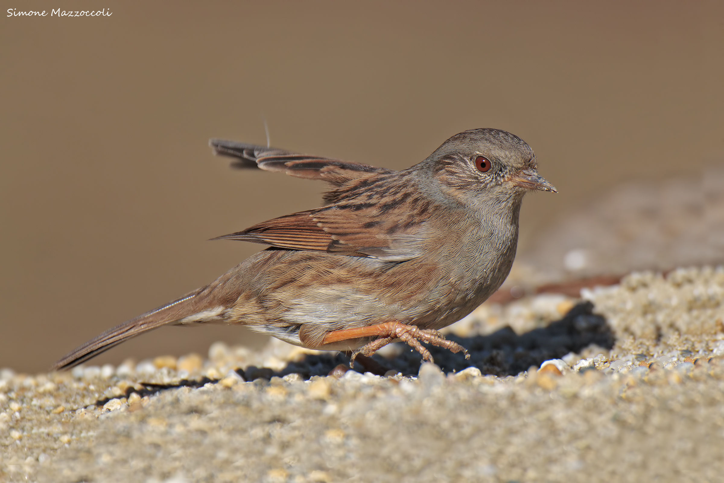 Dunnock