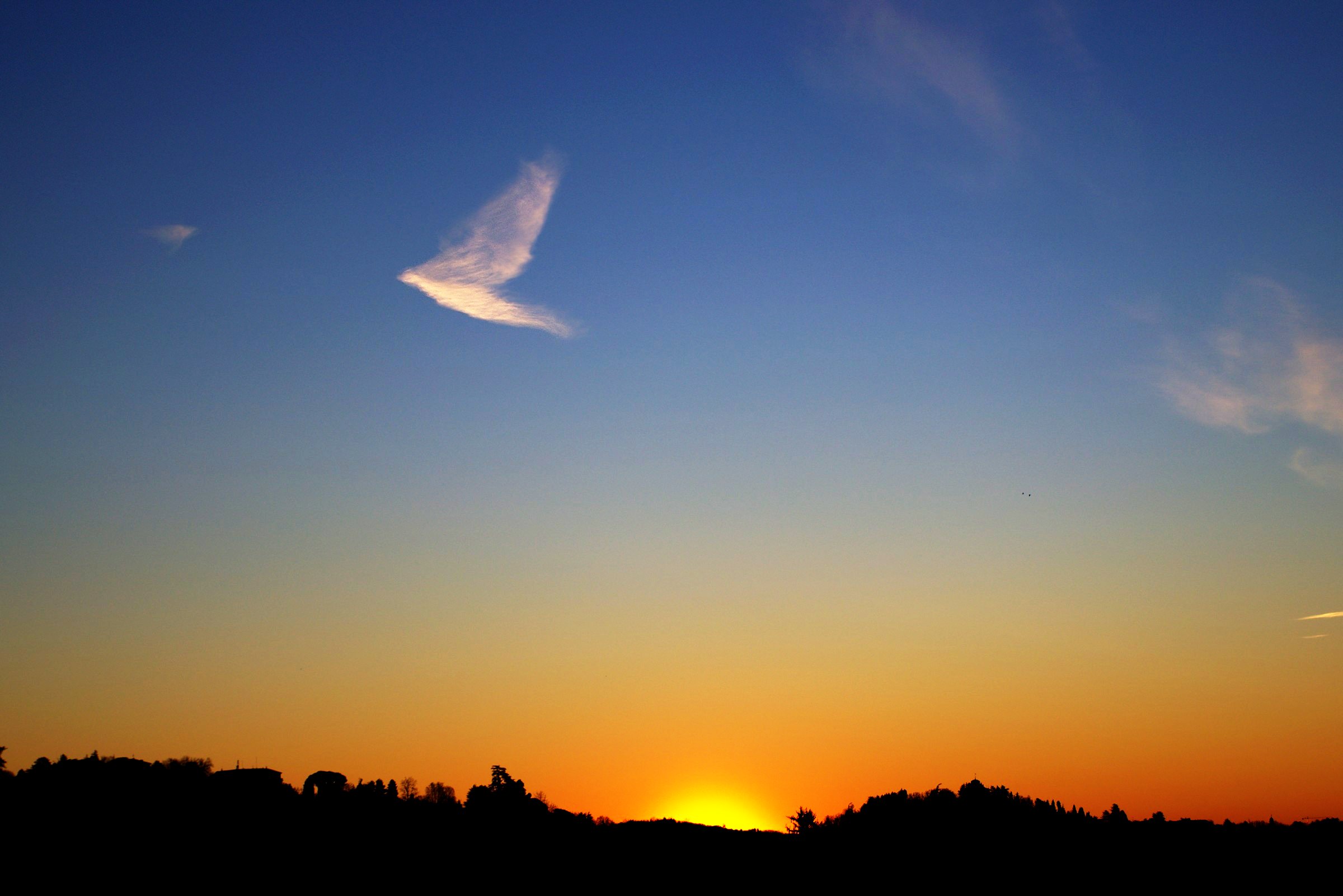 La colomba del mattino
