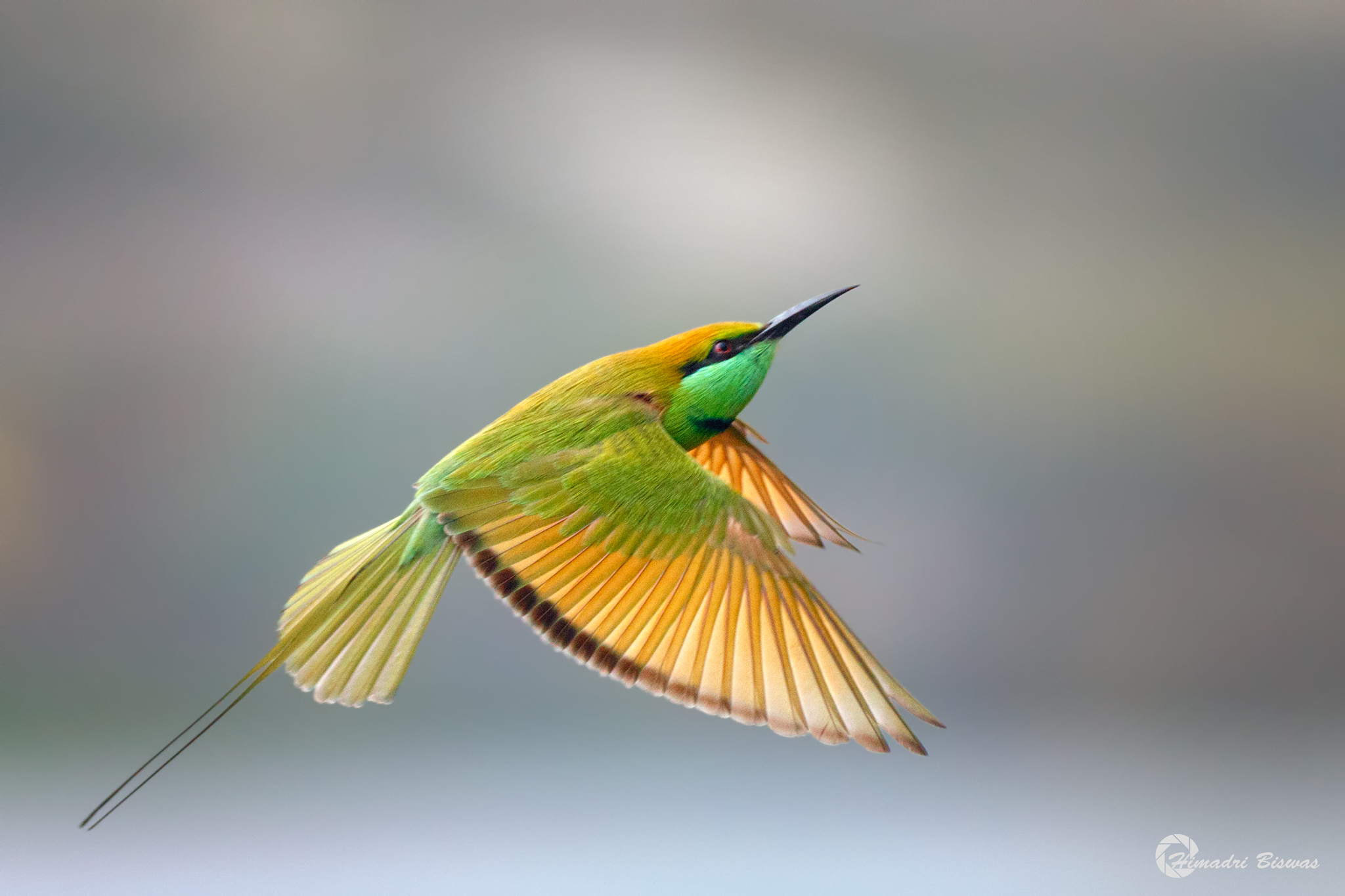 Green bee eater