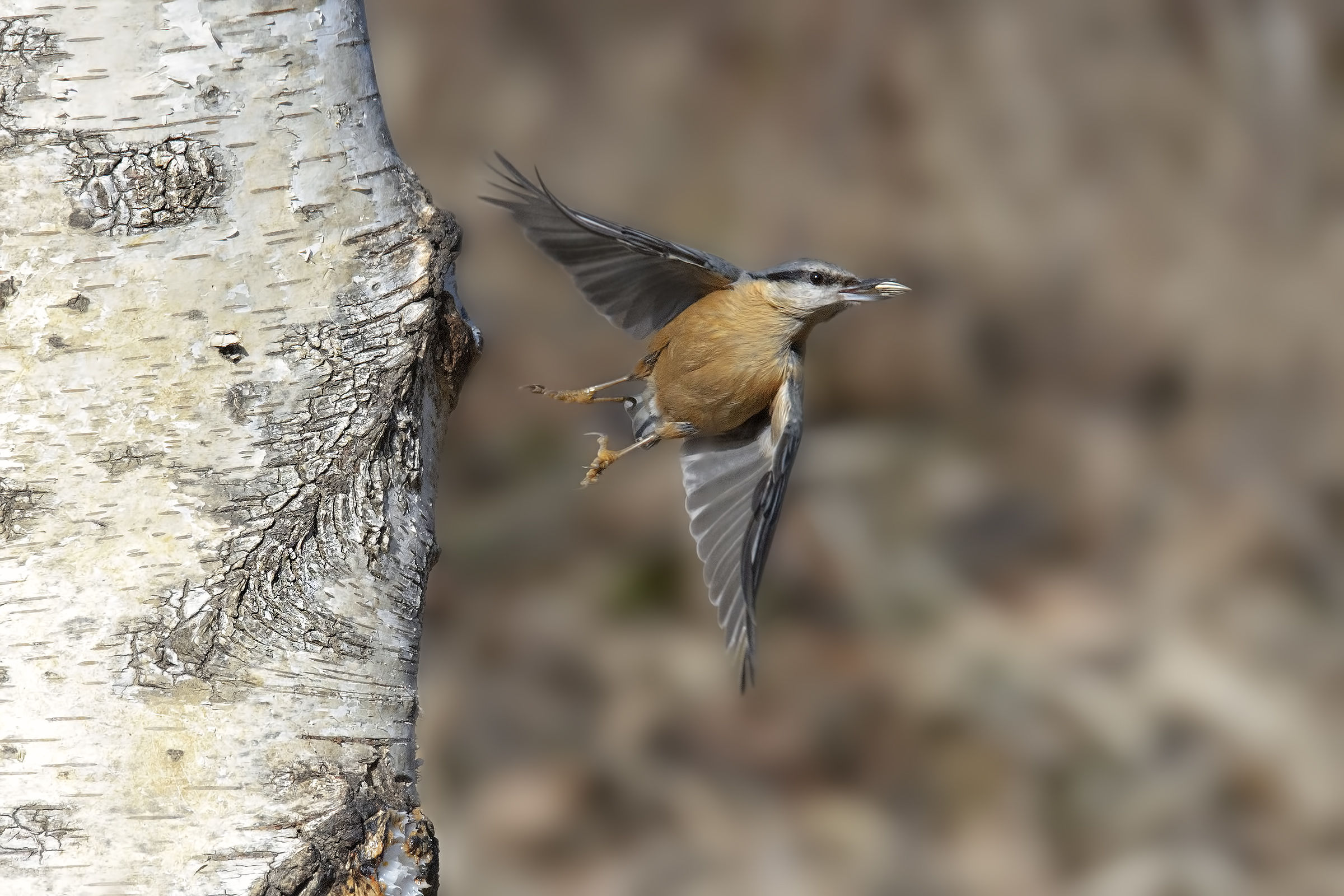 Nuthatch post-produced good