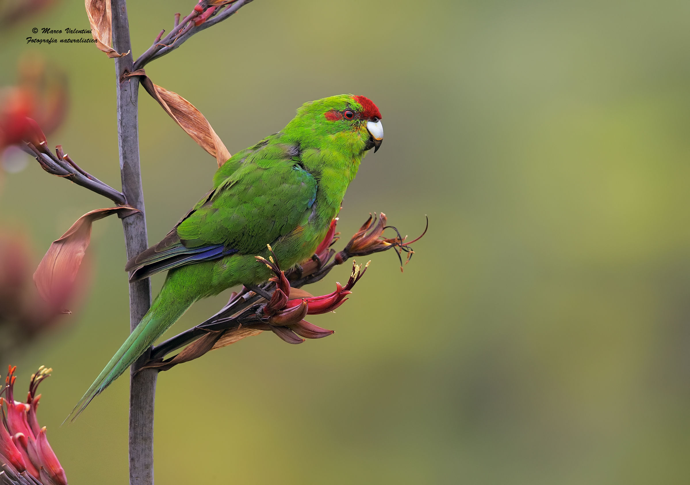 Red-fronted parakeet