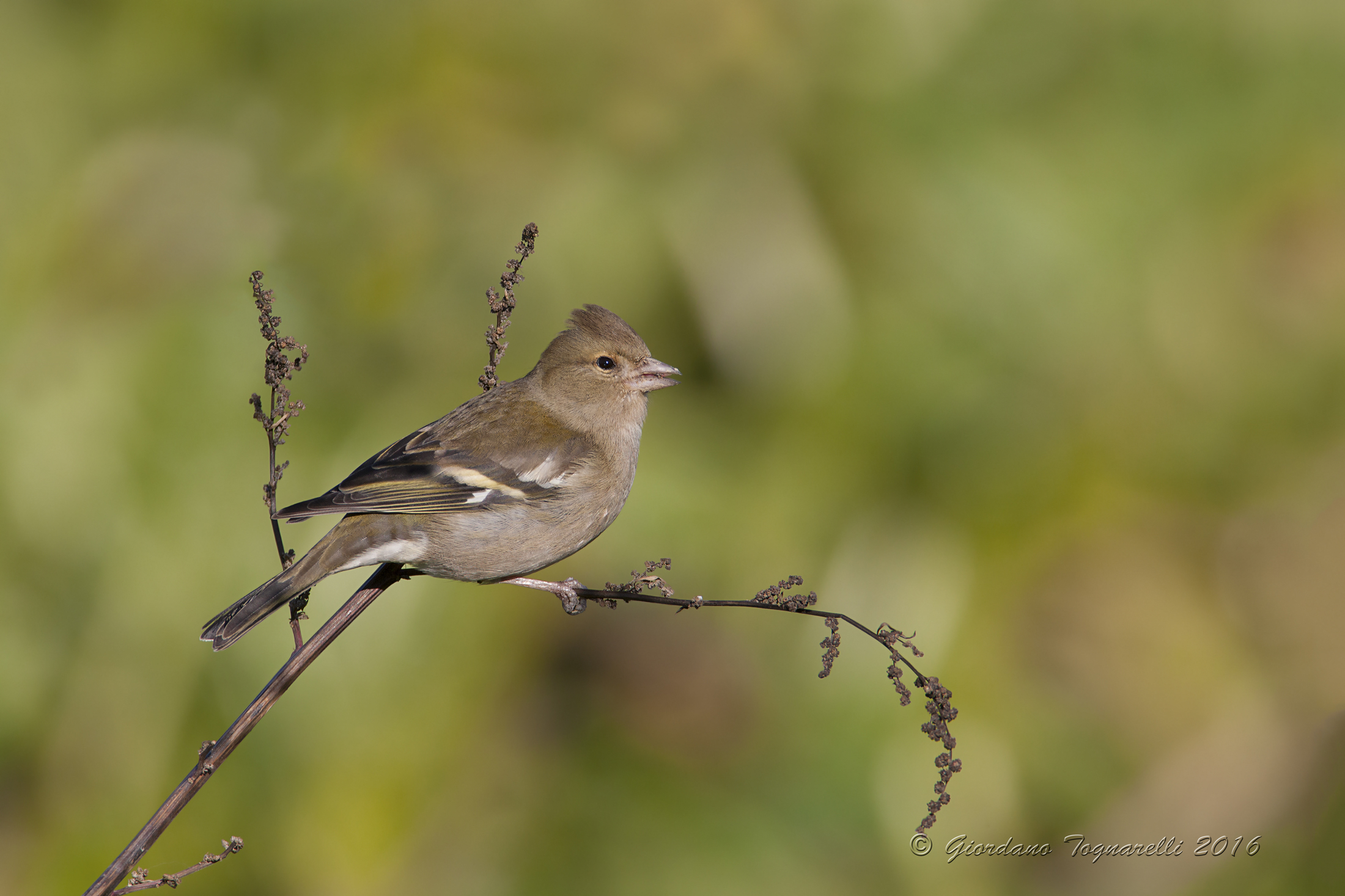 Chaffinch F