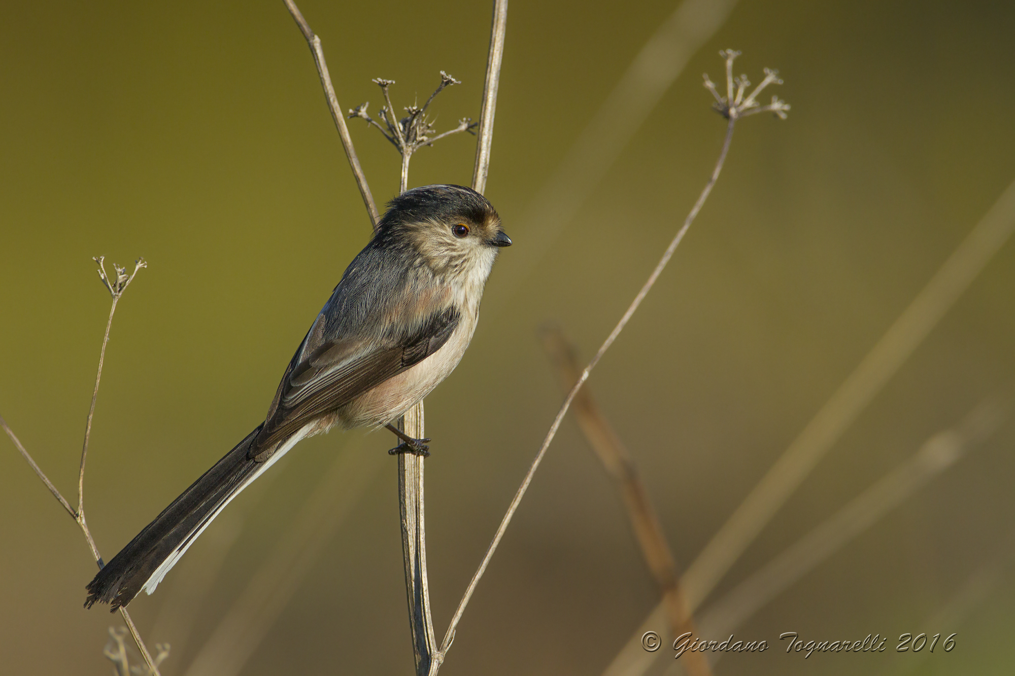 Long-tailed Tit