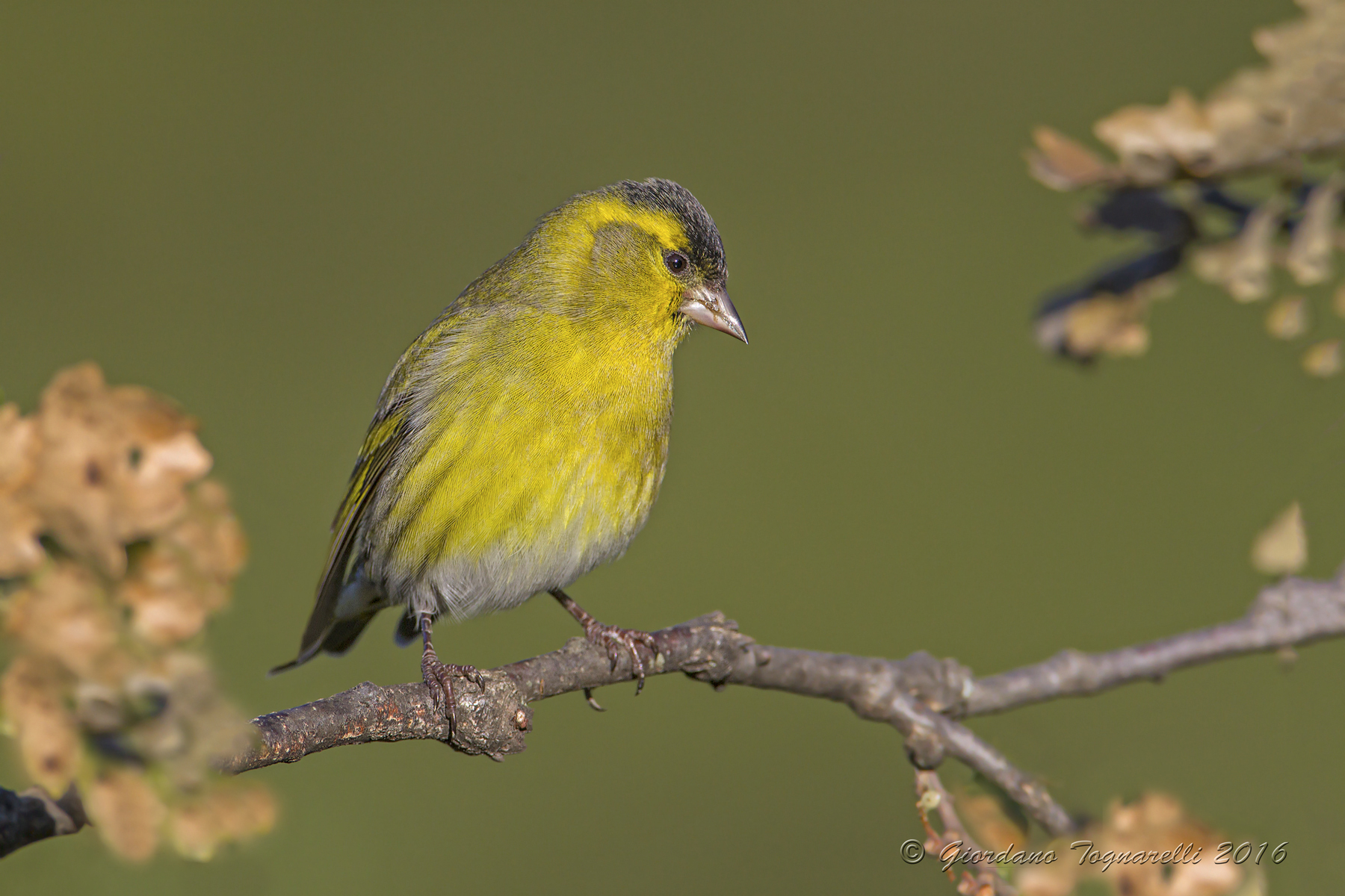 Siskin M