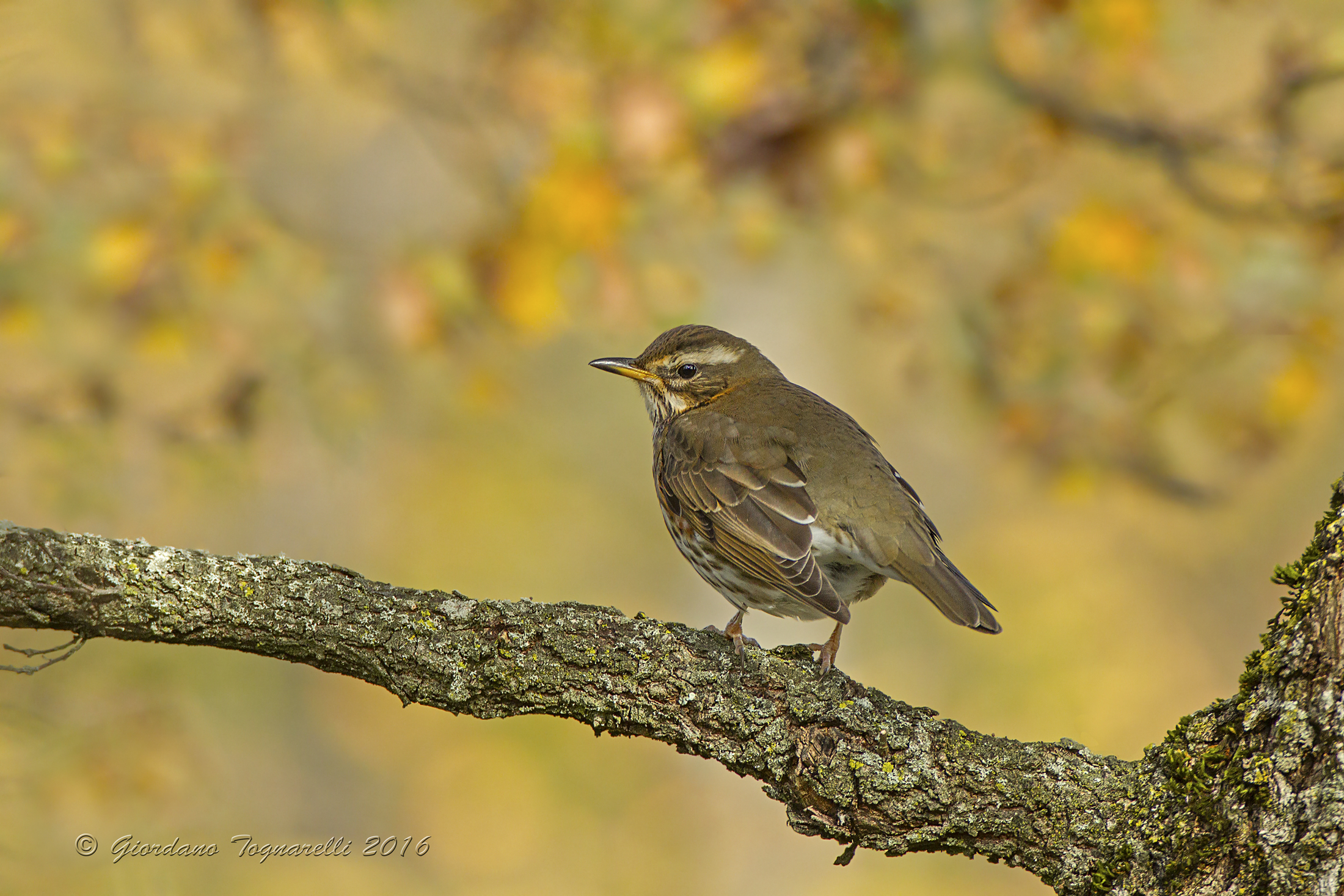Redwing