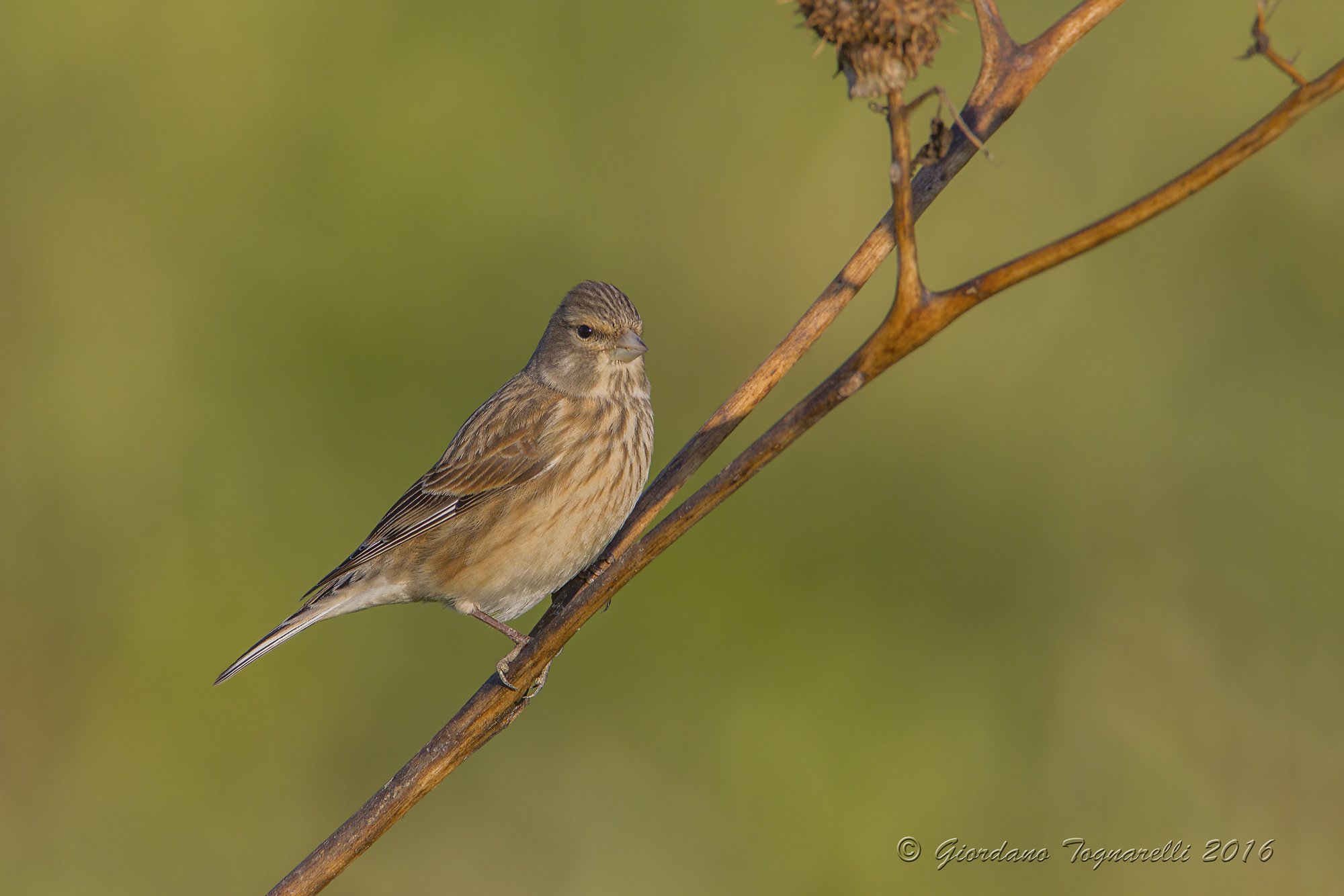 Linnet F