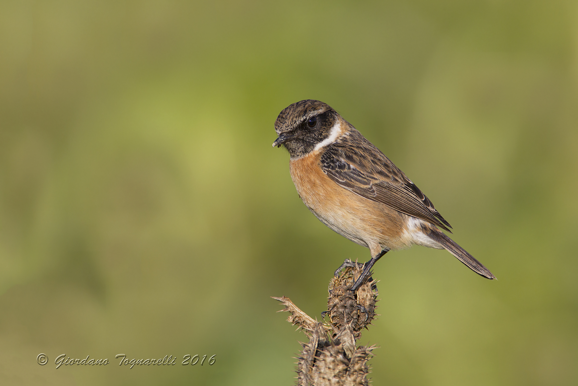 stonechat M