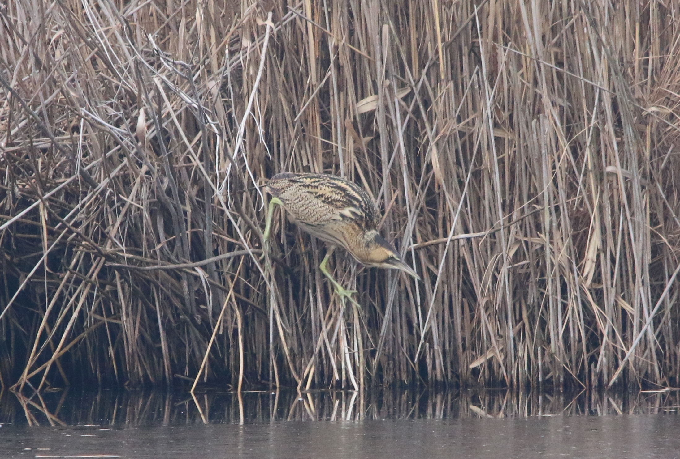 Sorpresa nel cannetto