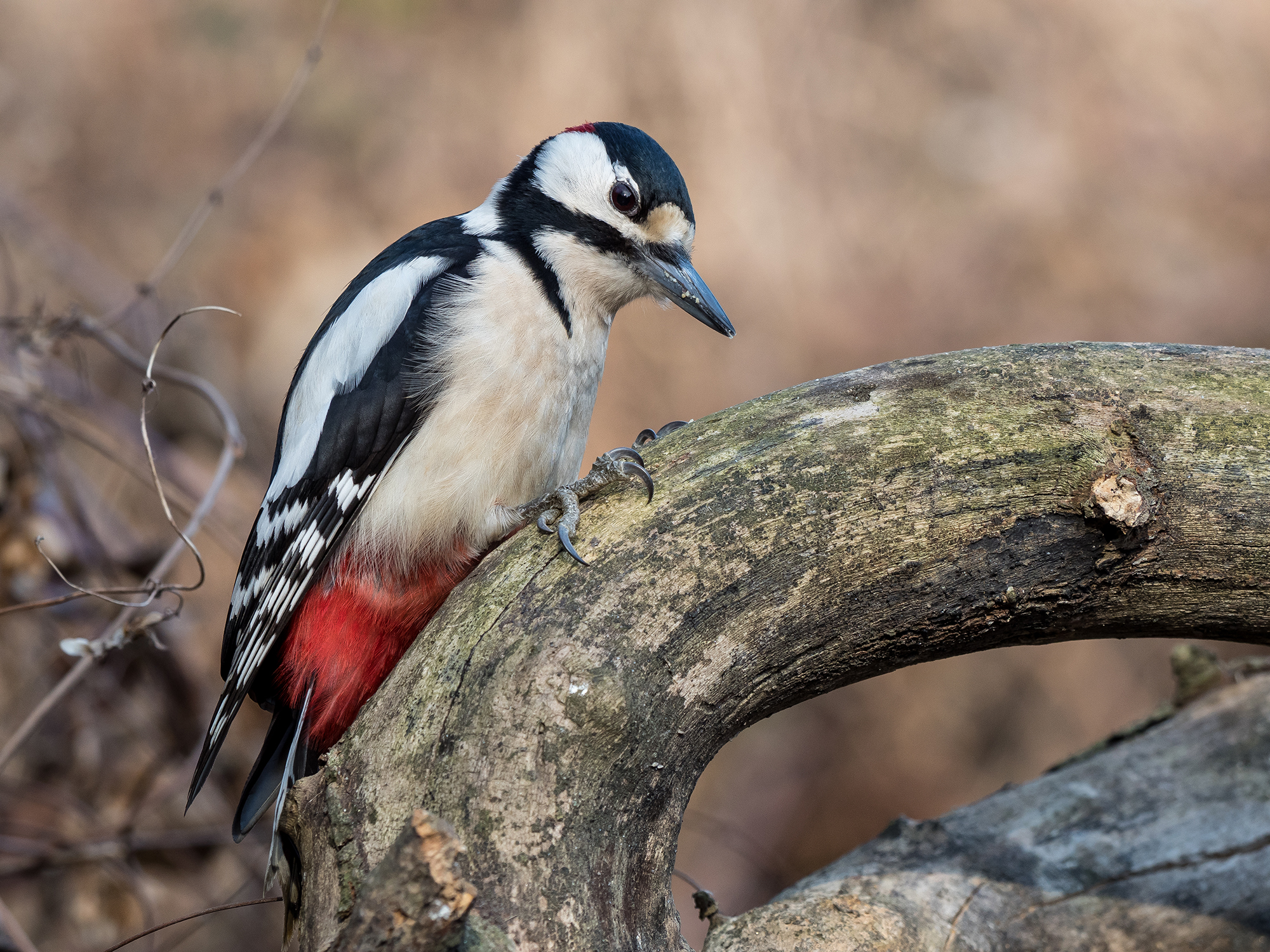 Spotted Woodpecker (Male)