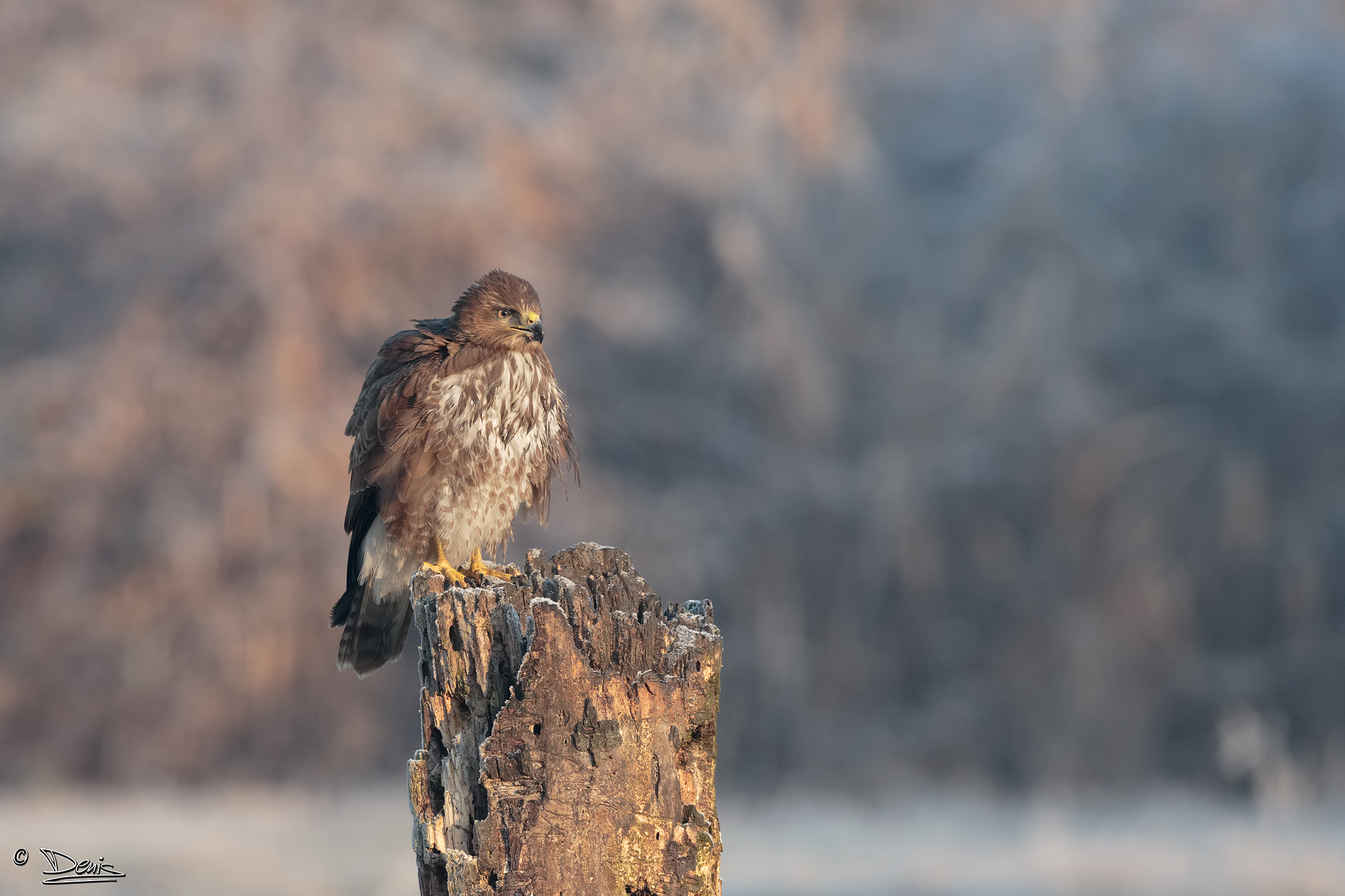 Buzzard at rest