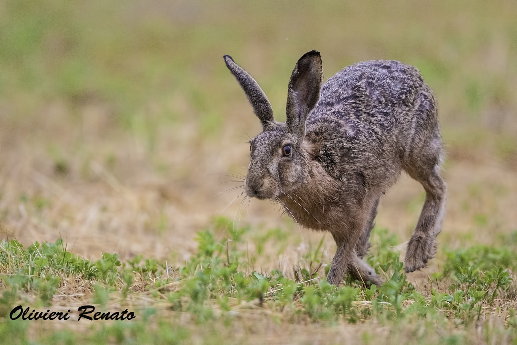 racing hare (Lepus europaeus)