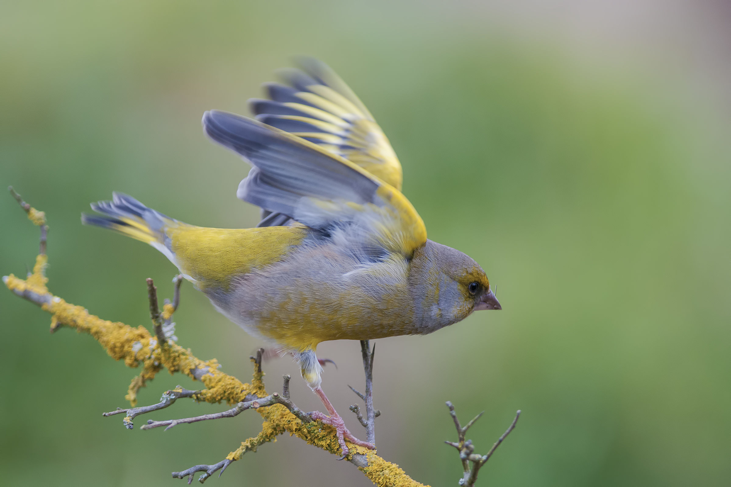 Ready, steady, viaa !!!!!!