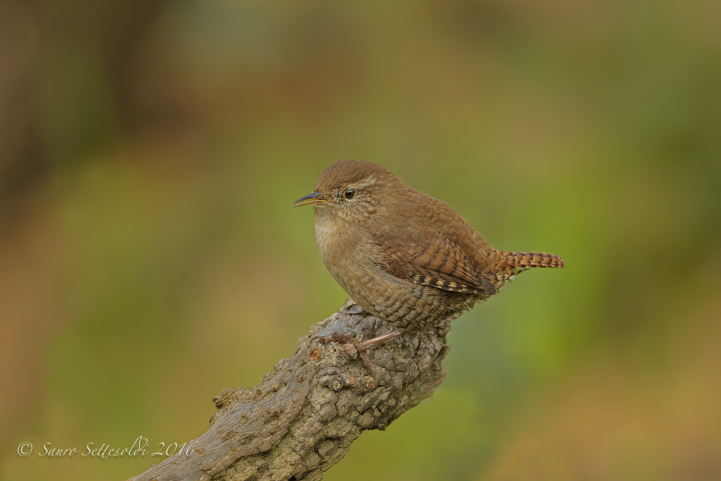 sua Maestà lo Scricciolo!!!