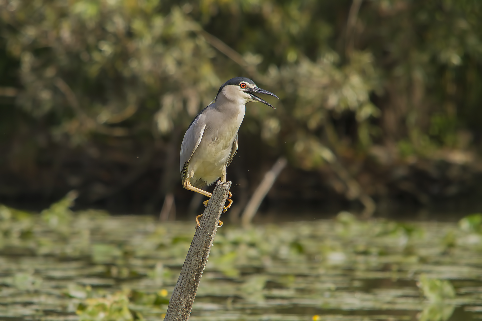 Niticora a Torrile. (classico)