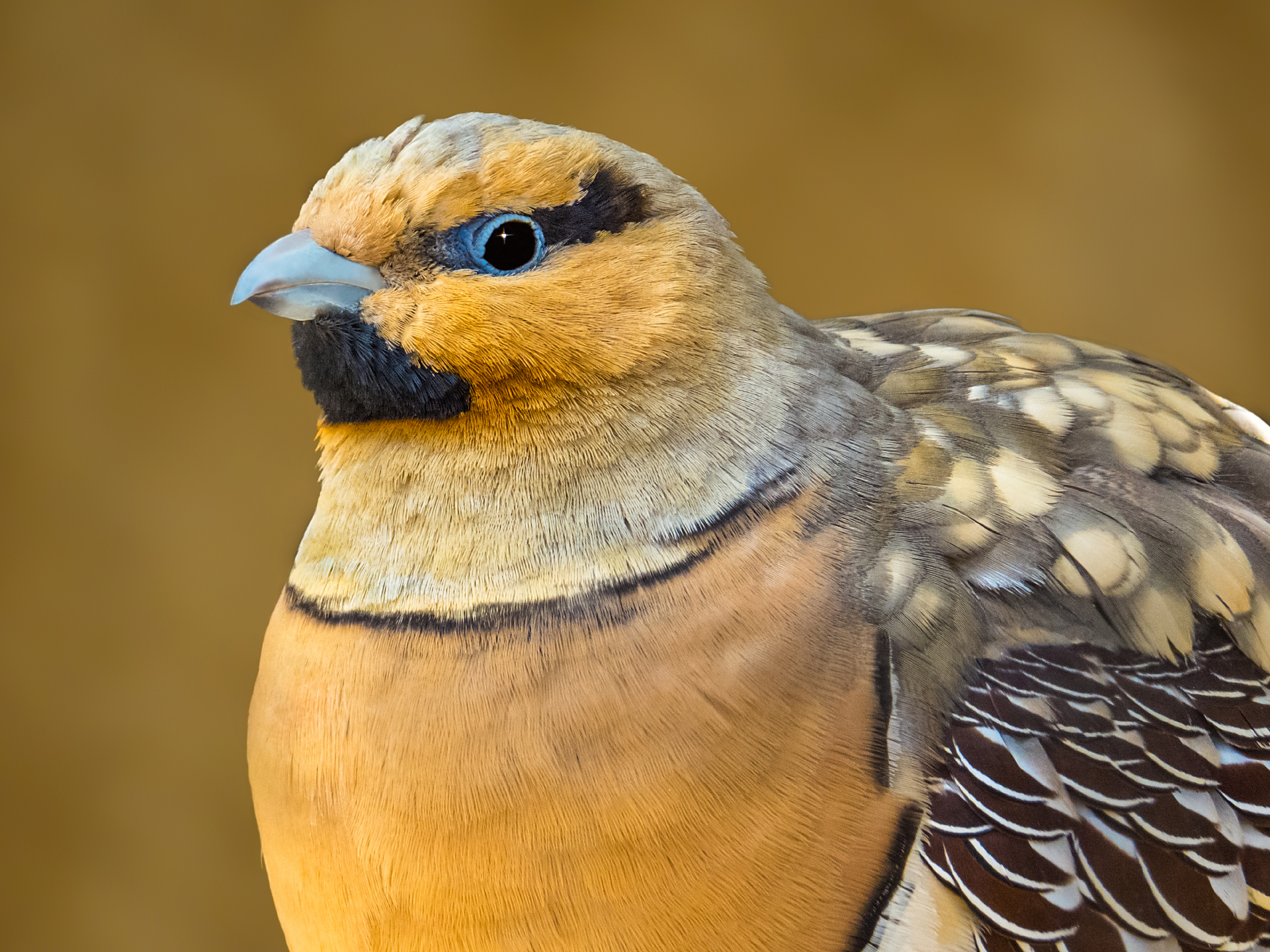 Pin-tailed Sandgrouse - male