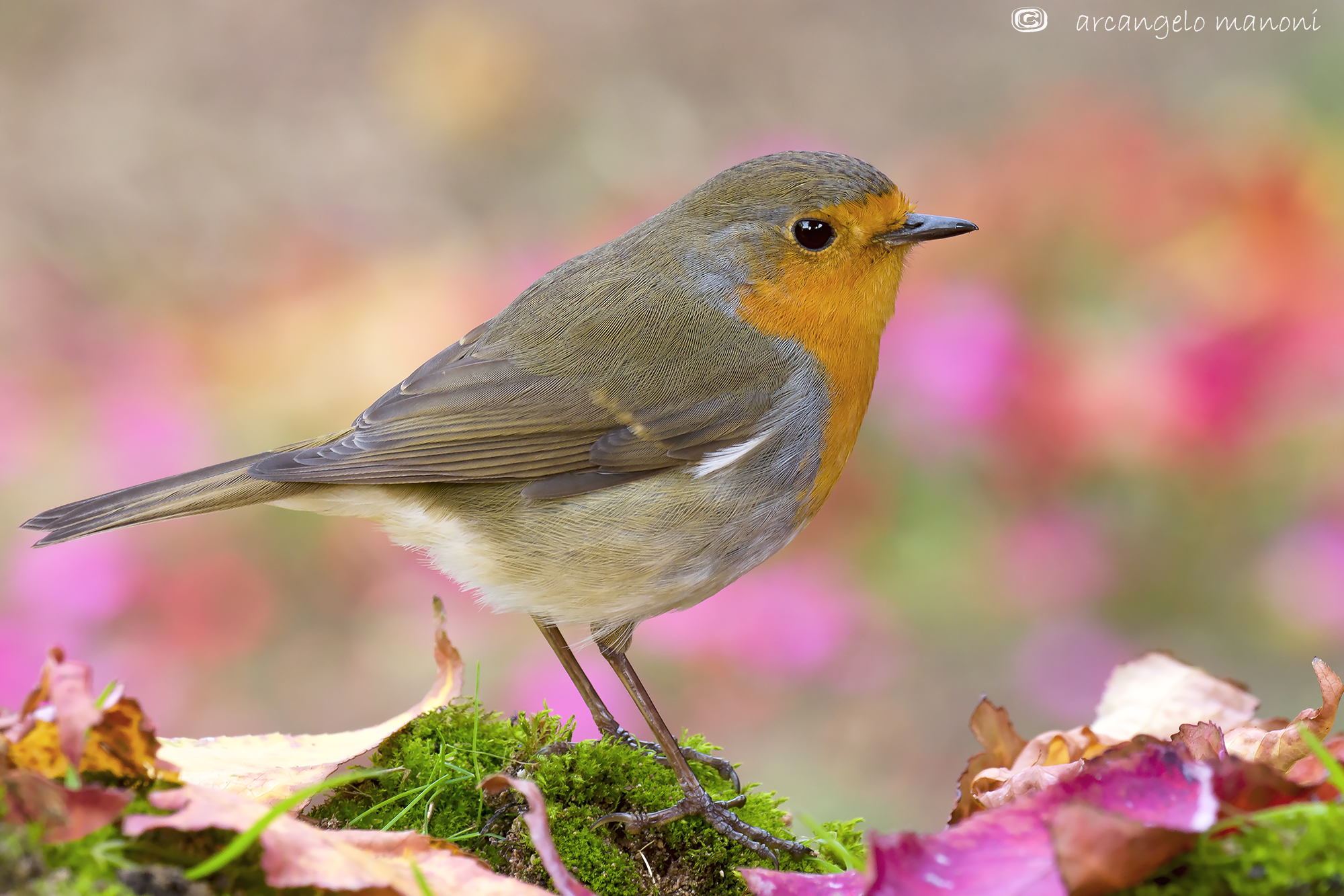 Colori da carnevale per il mio amico Robin